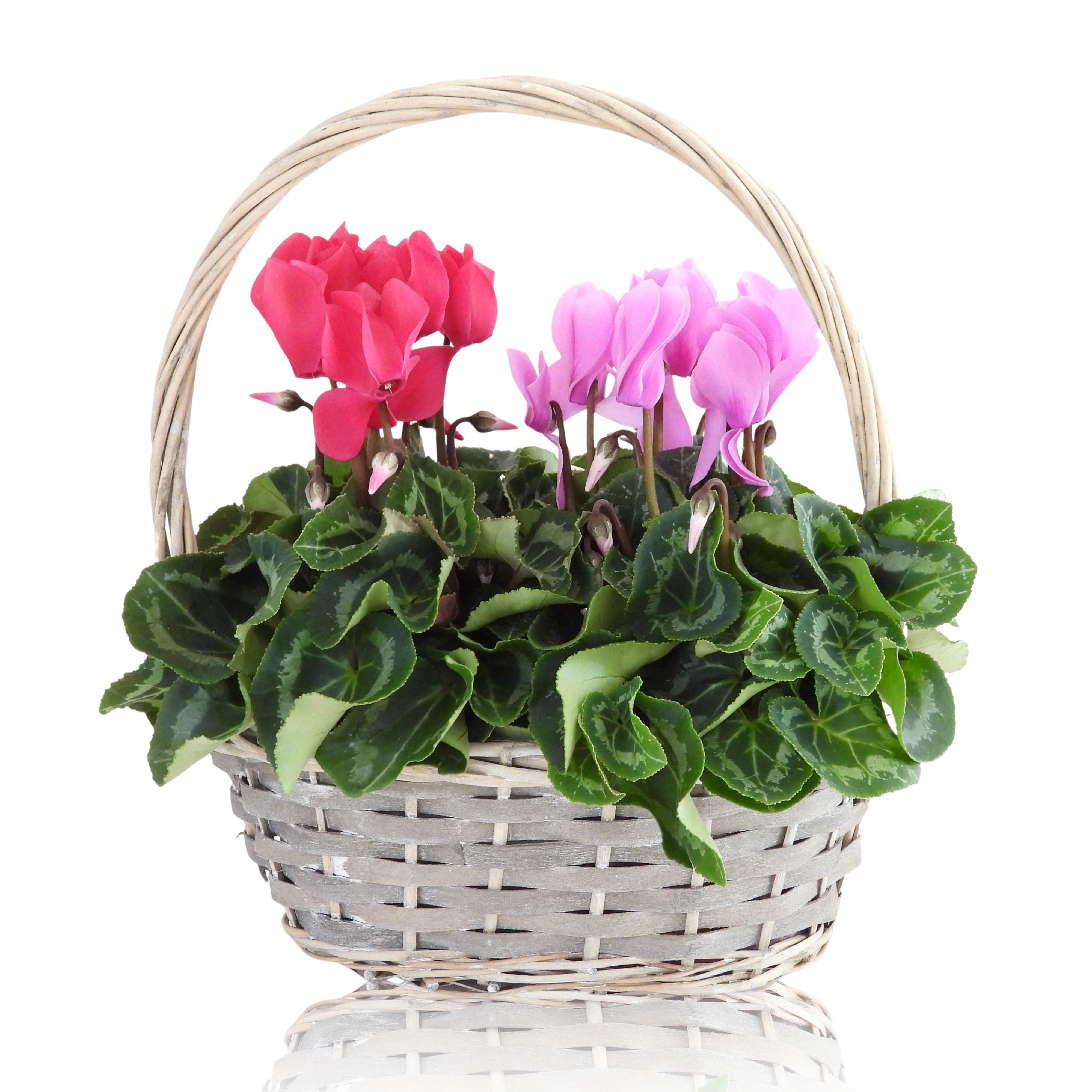 Collectie Anna Cyclamen in Mand Ovaal 23 cm, D 23