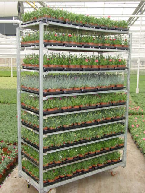 Dianthus Mixkar p9, D 9