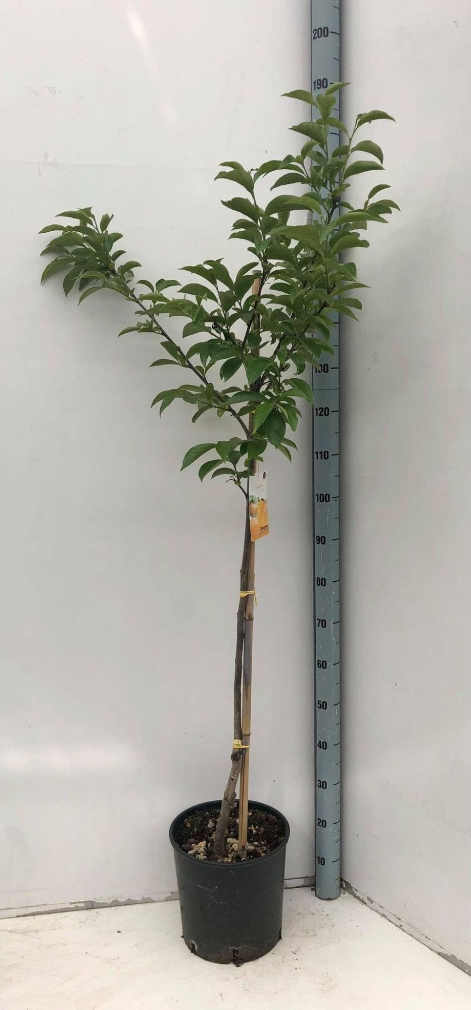 Diospyros kaki in 5 soorten, D 27