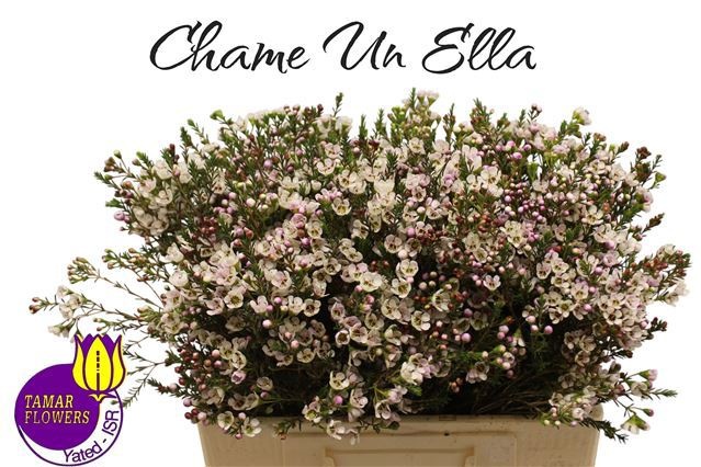 Шамелациум Элла 55 (бел.), шт.