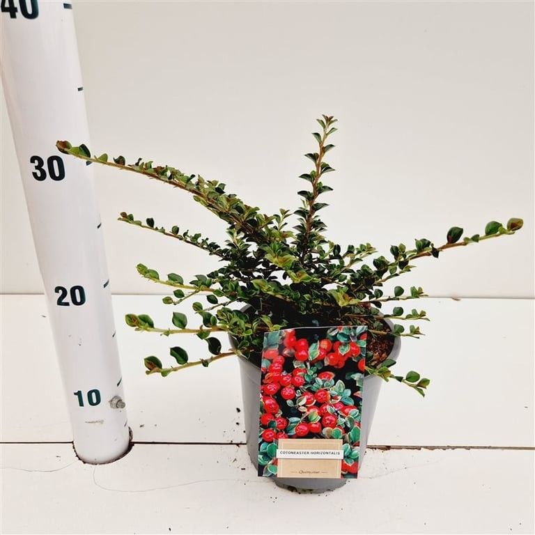 Cotoneaster horizontalis, D 15