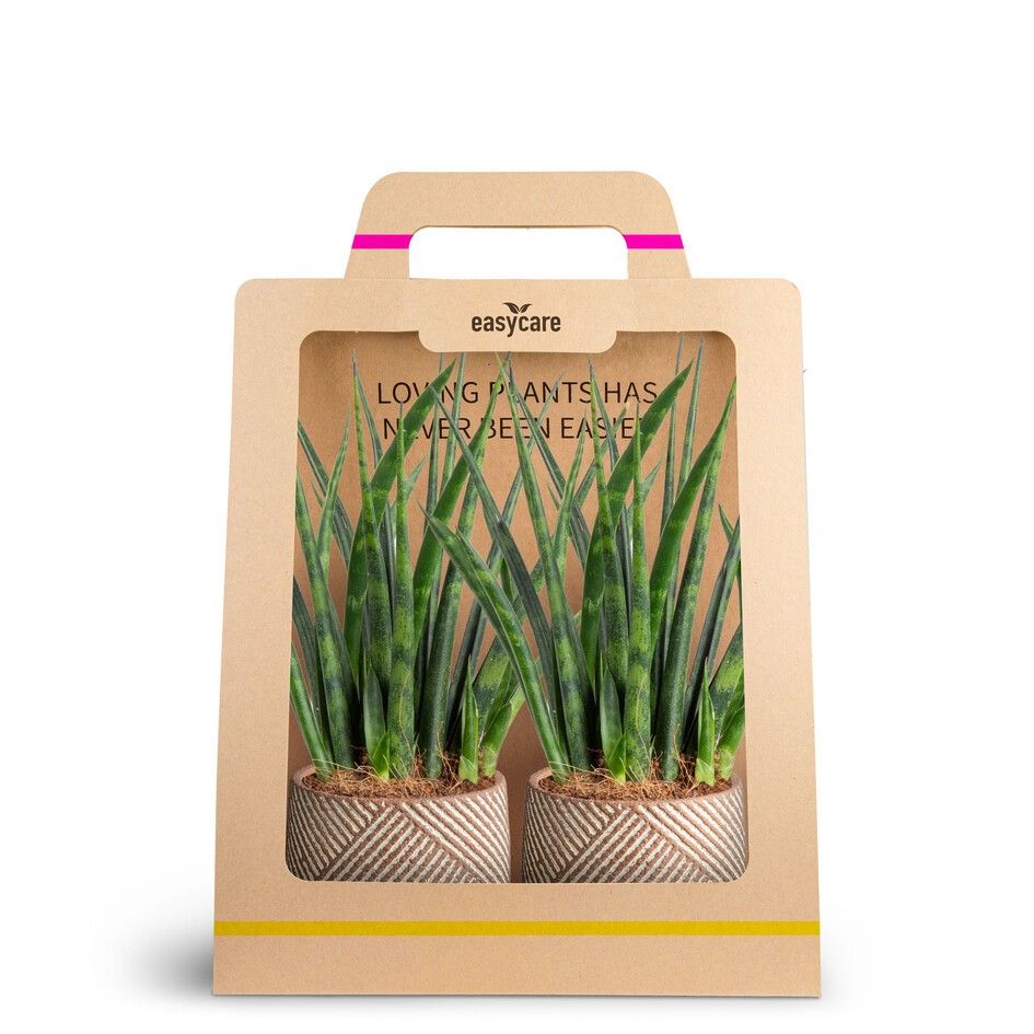 2-Pack Grove, Fernwood, D 7