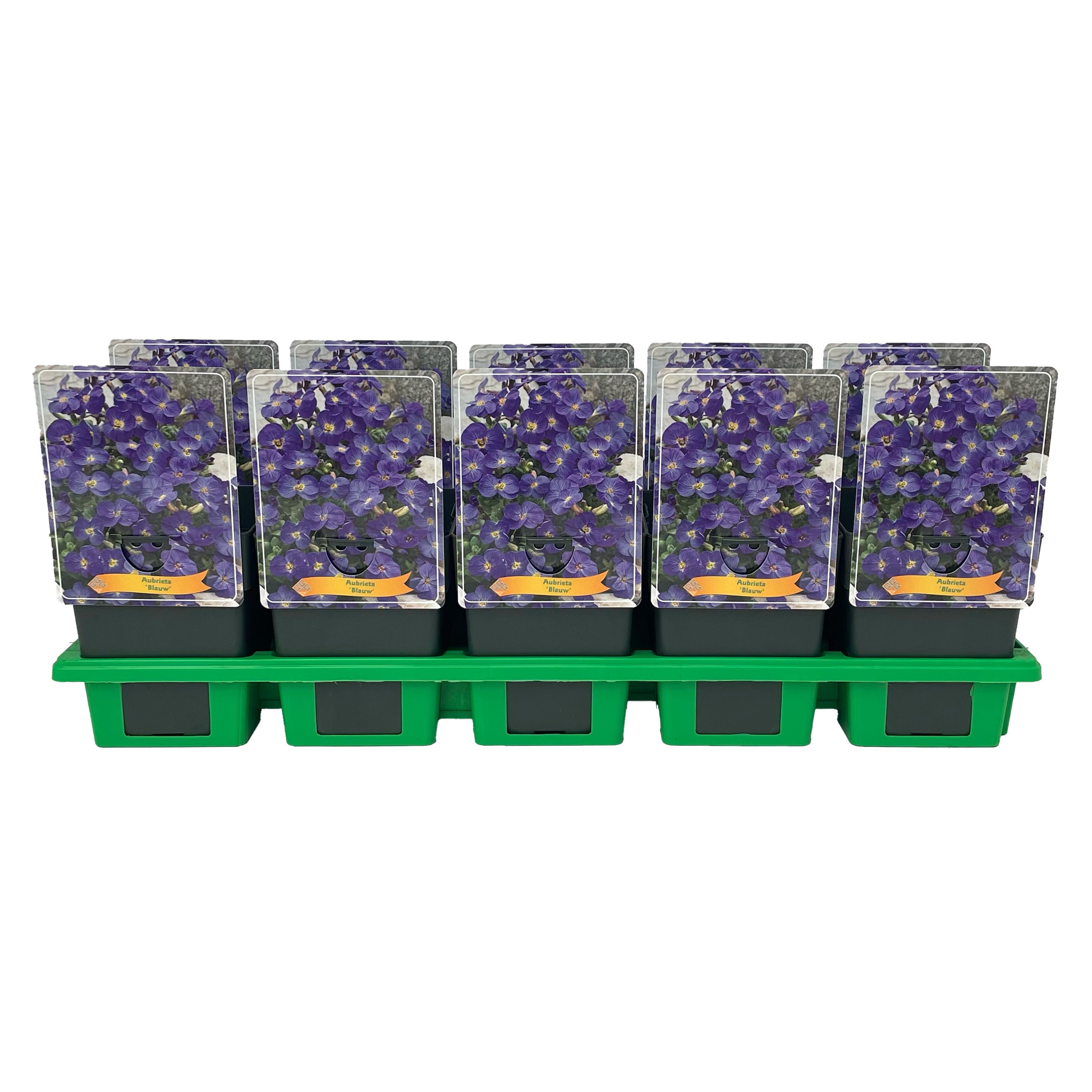 Aubrieta Kitty Blauw P11, D 11