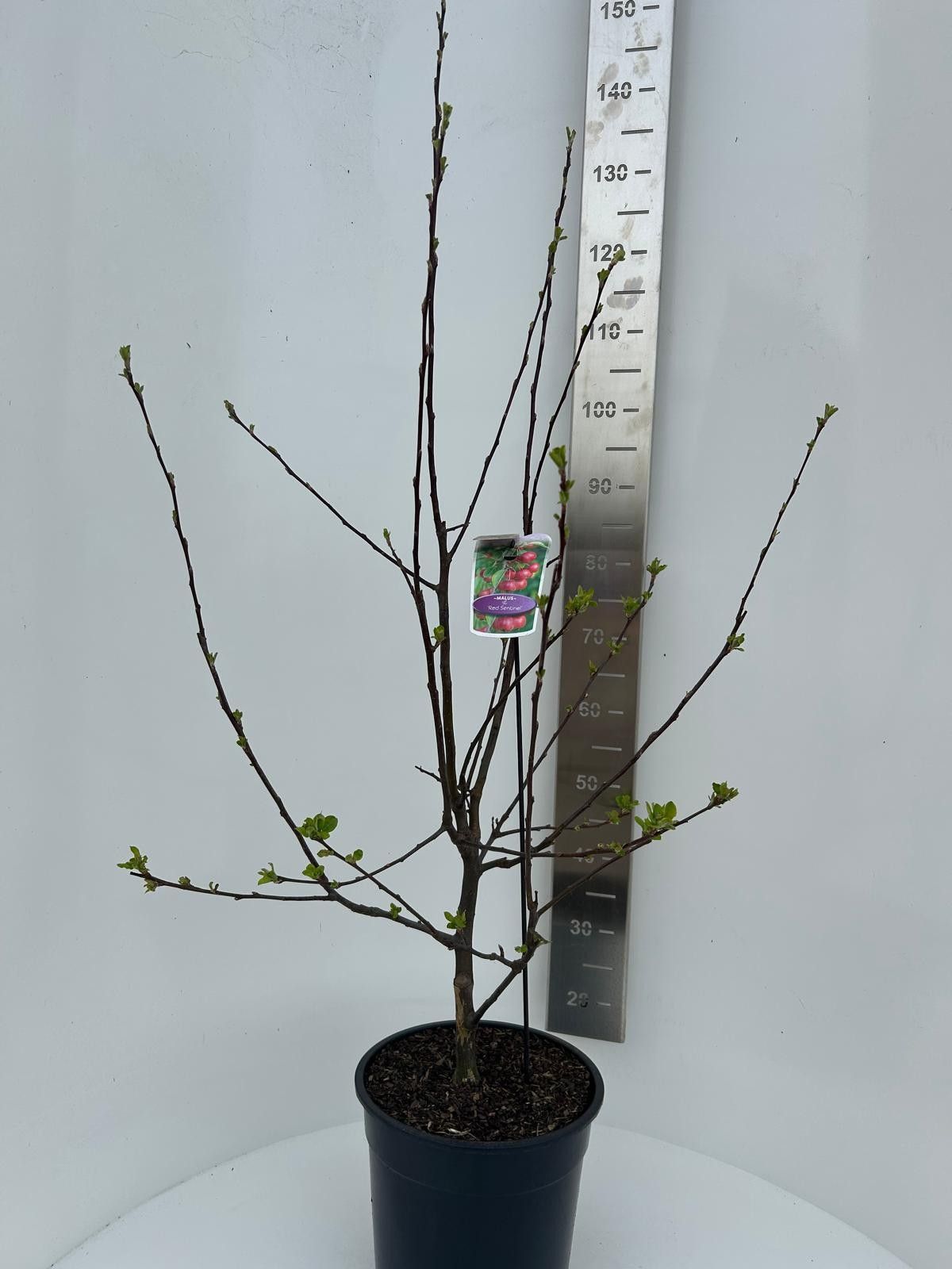 Malus 'Red Sentinel', D 29