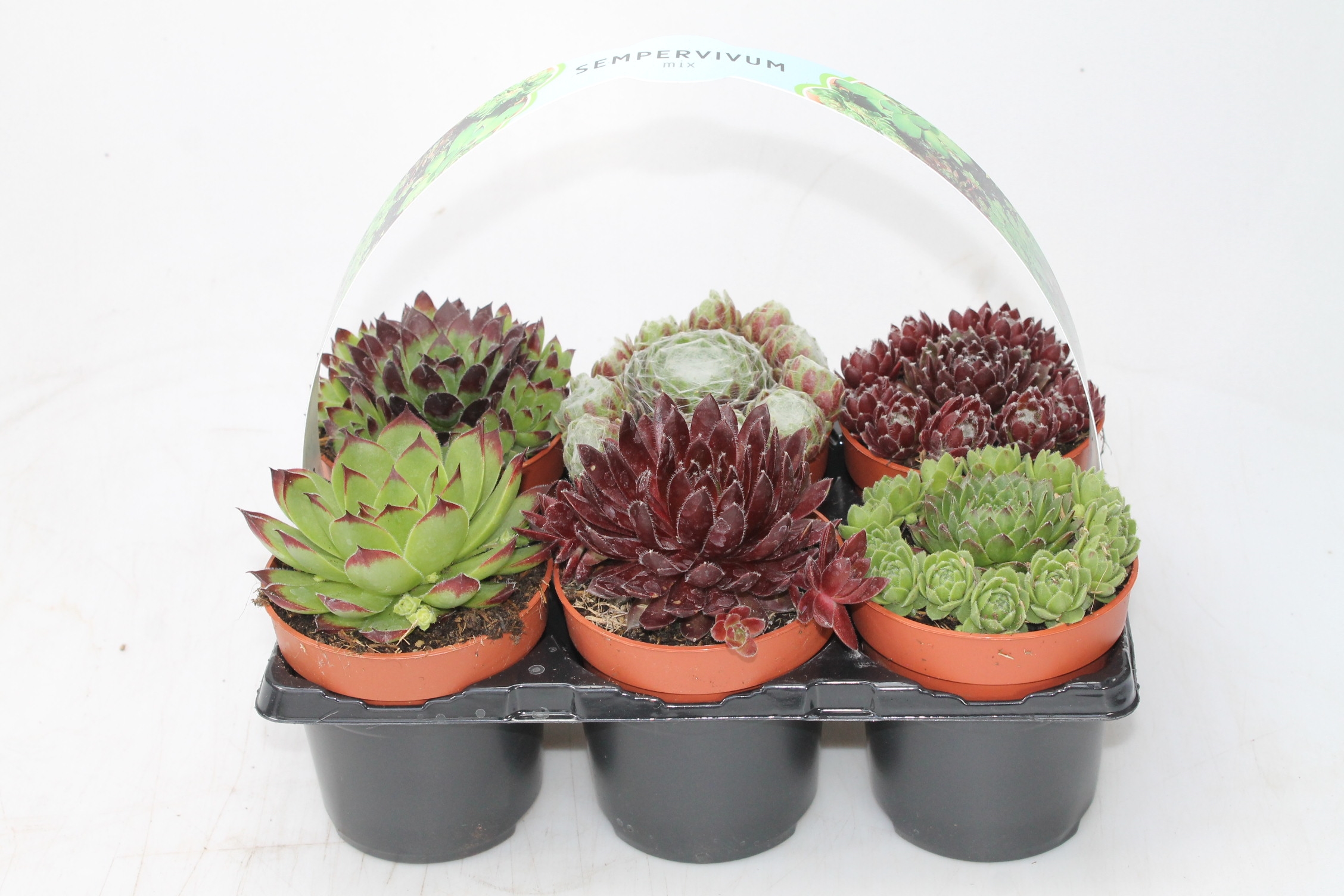 Sempervivum 6-pack mix, D 9