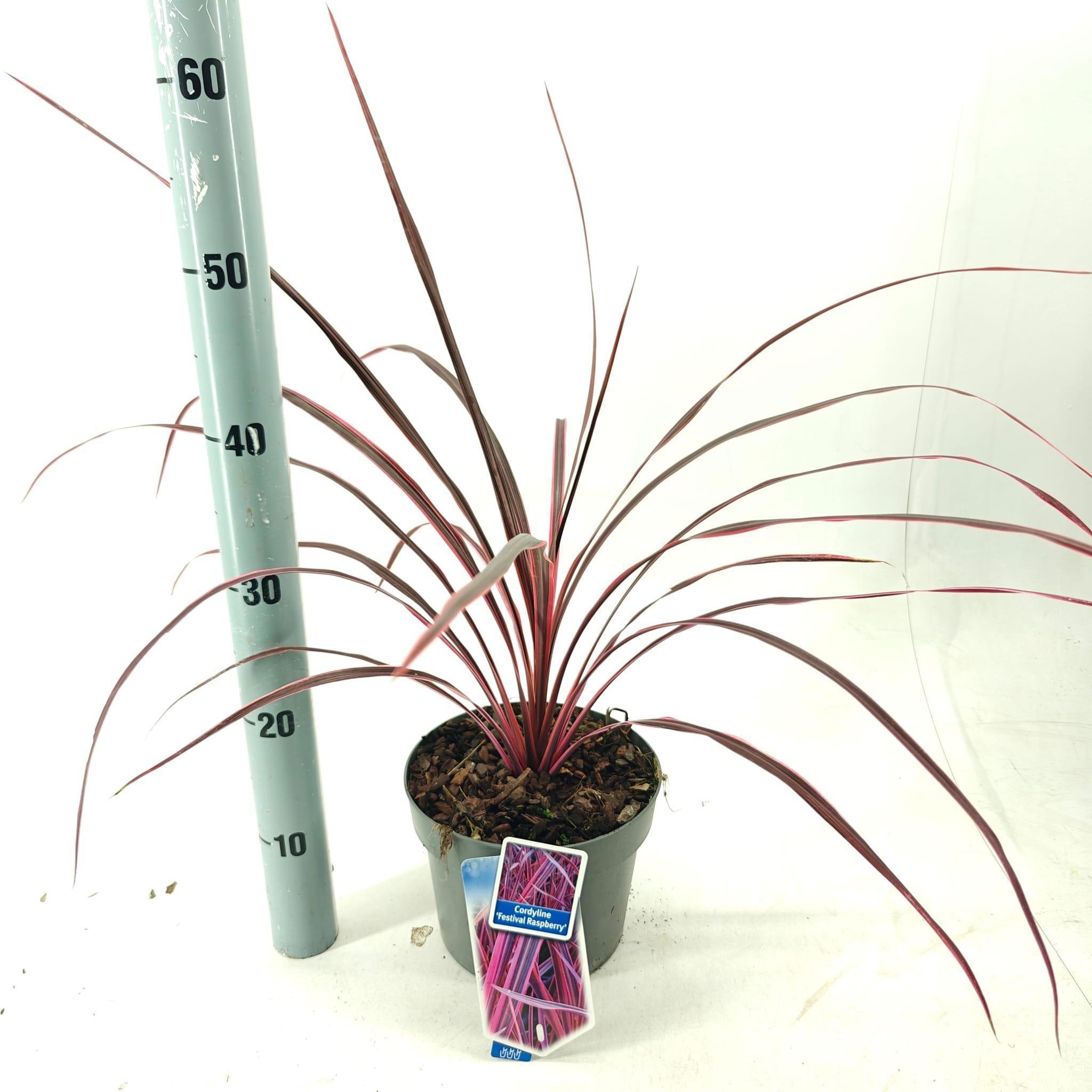 Cordyline Festival® Raspberry ('CorBzr01'PBR), D 19