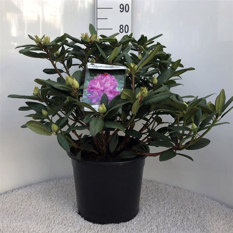 Rhodo. 'Alfred' purple, D 37