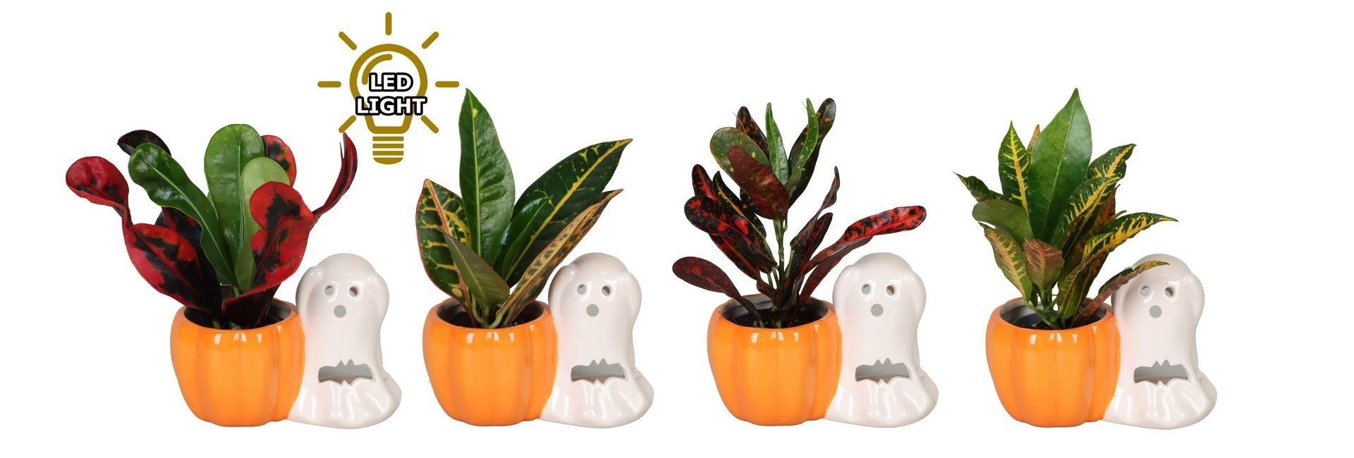 L 66455 With Codiaeum Mix 6 cm, D 6