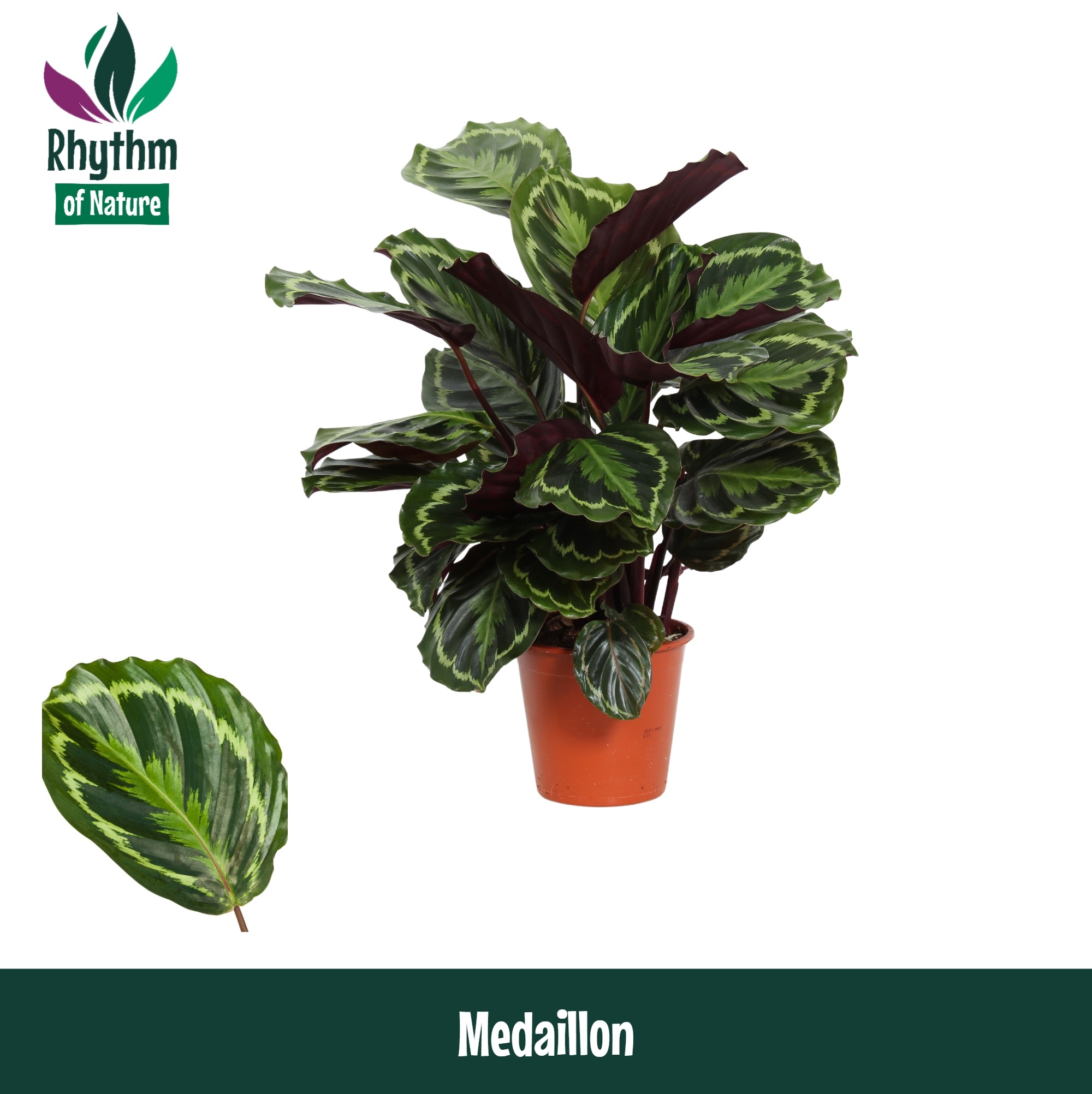 Calathea 19cm Medaillon - Rhythm of Nature, D 19