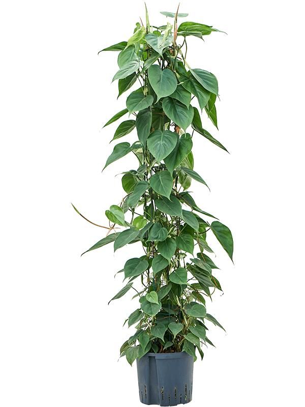 Philodendron scandens, D 22