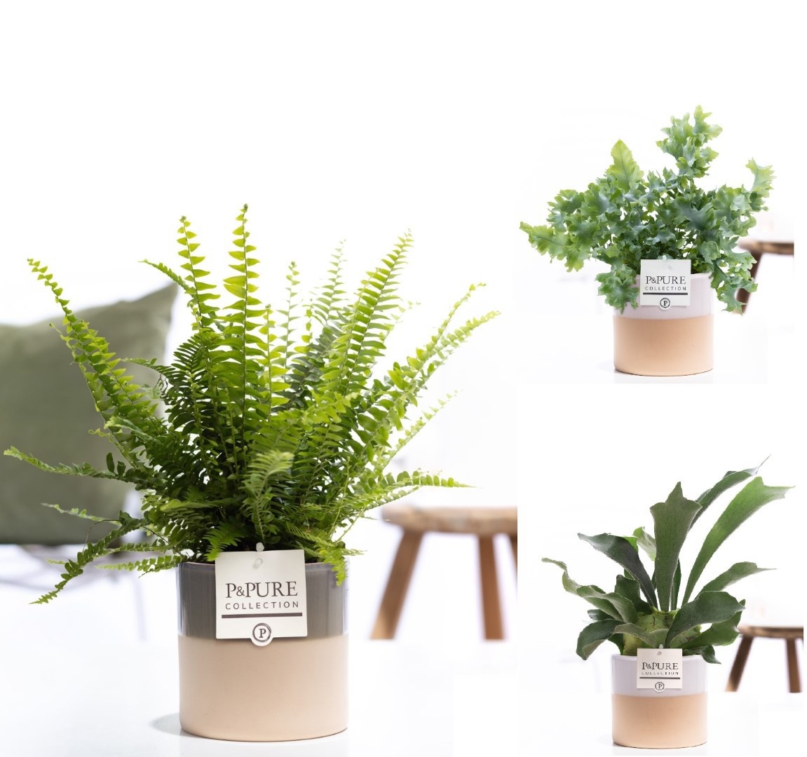 Varens gemengd in P&PURE Tess 2 ceramics ass.3, D 12