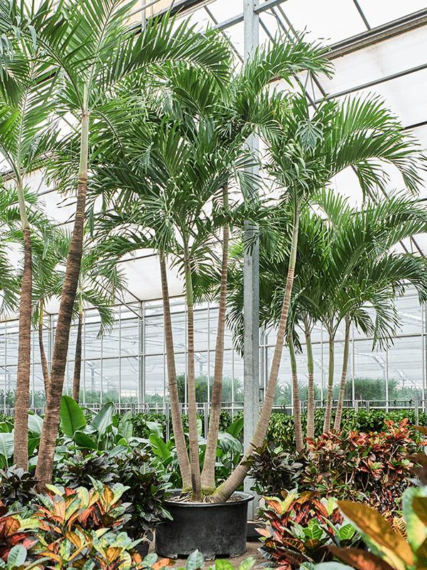 Veitchia (Adonidia) merrillii, D 140