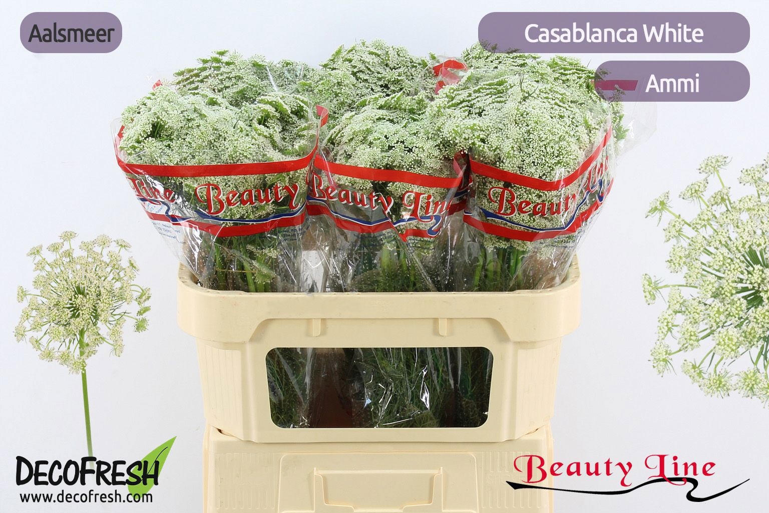 Амми Виснага Касабланка 70 (бел.), шт.