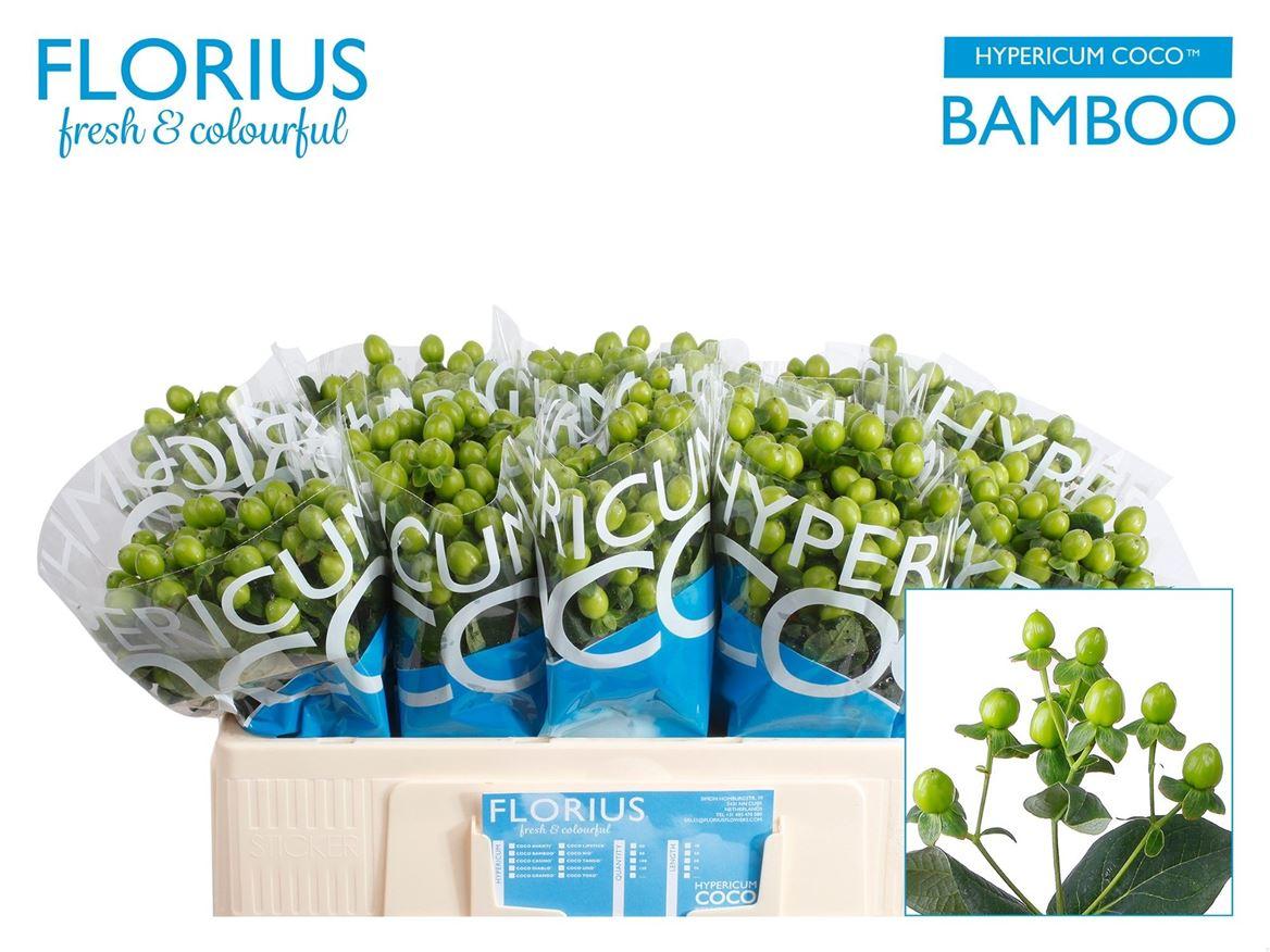 Гипперикум Коко Бамбу 50, шт.