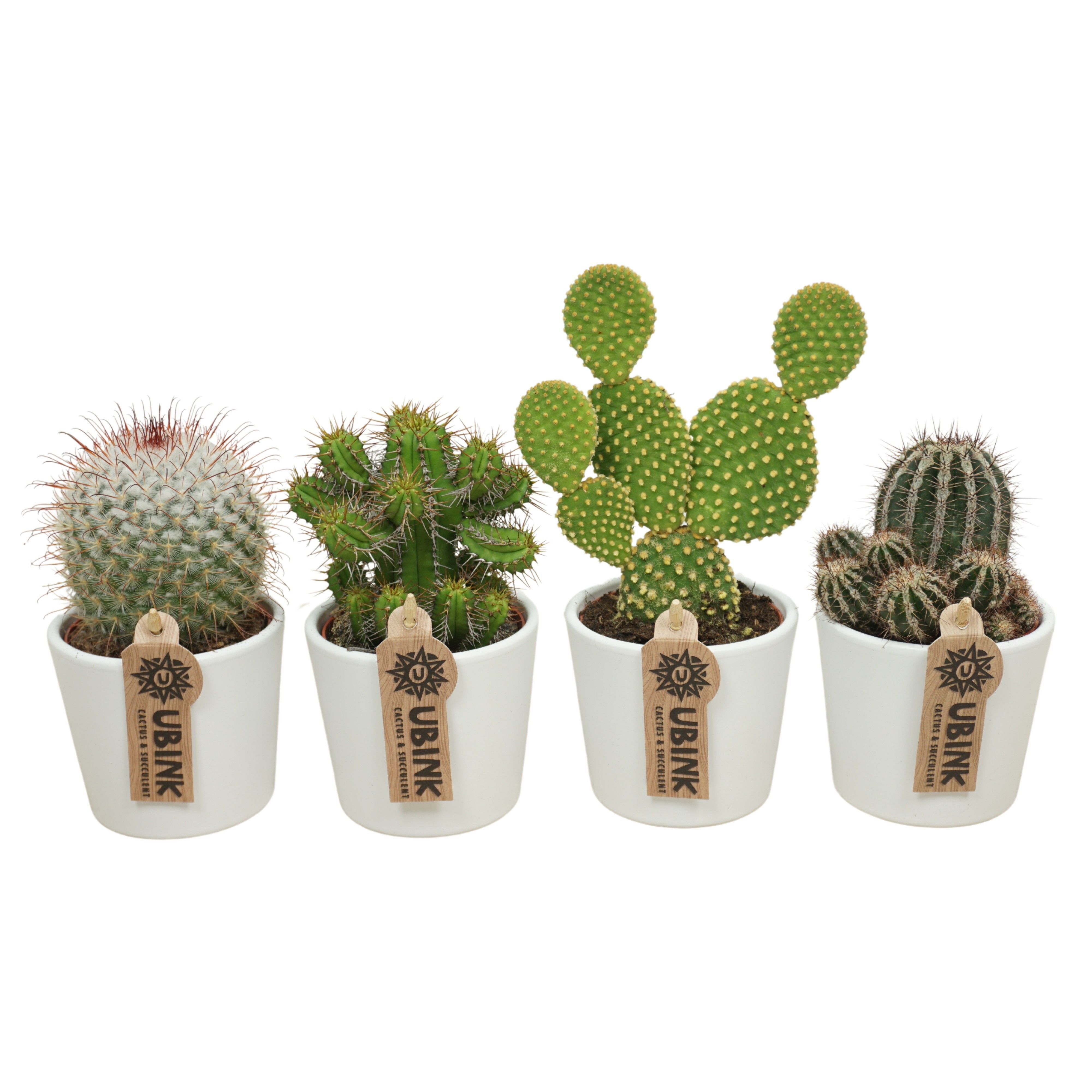 Cactus mix in 9 cm 'Wit Potje', D 8,5