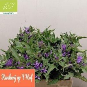Кампанула Гломерата Вериг 40, шт.