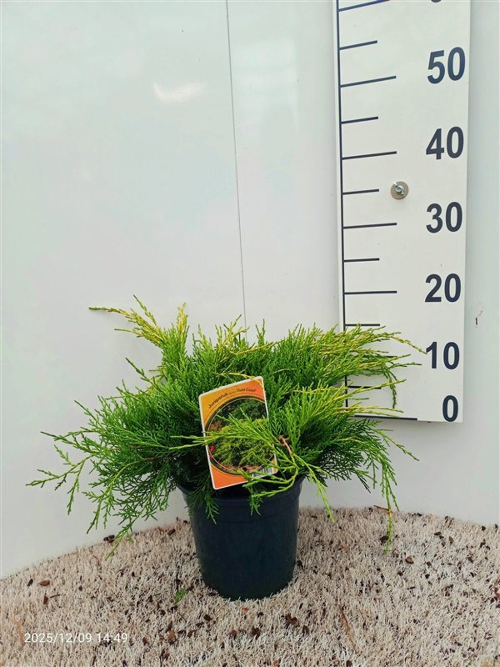 Juniperus pfitzeriana'Gold Coast', D 19
