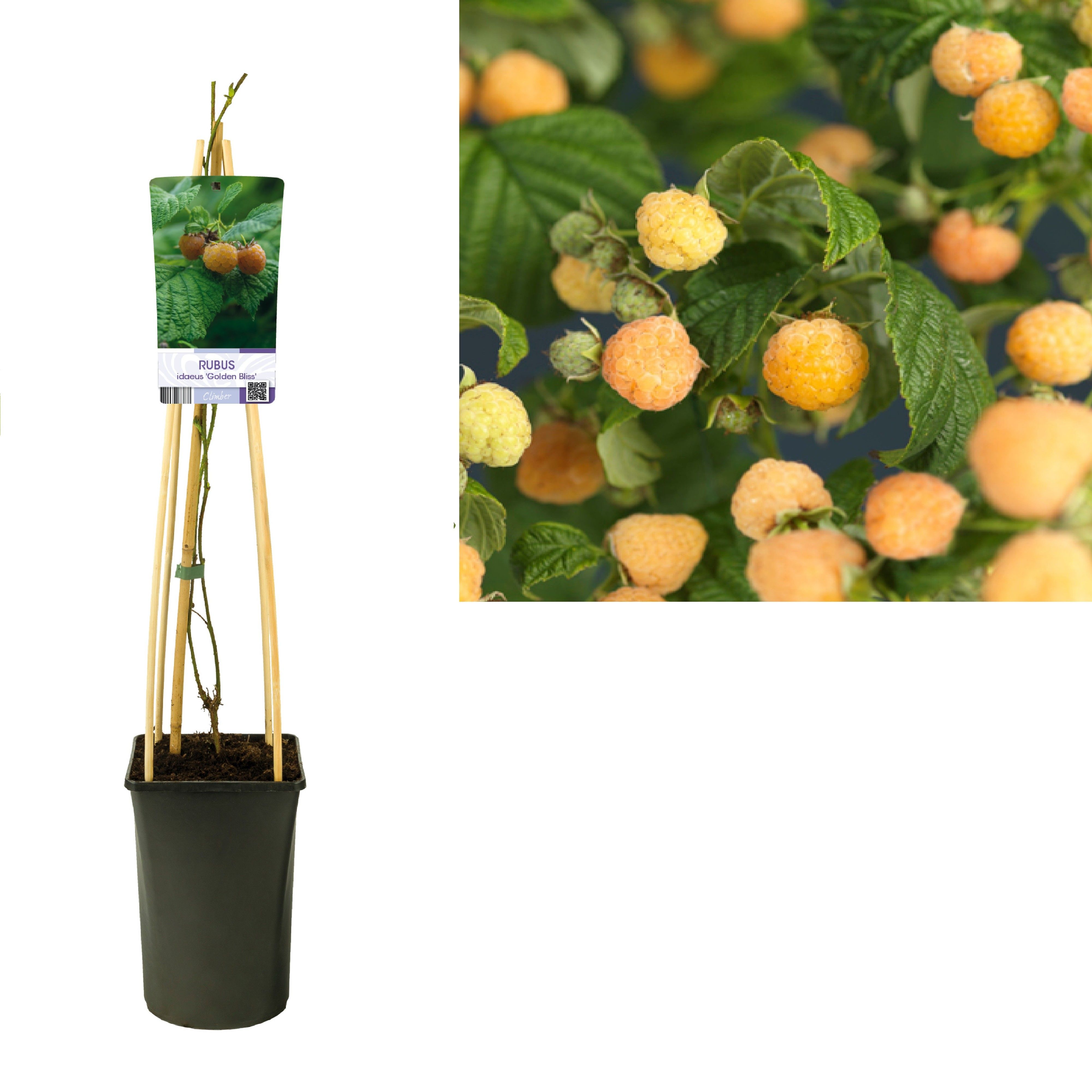Rubus idaeus 'Golden Bliss' +light label, D 17