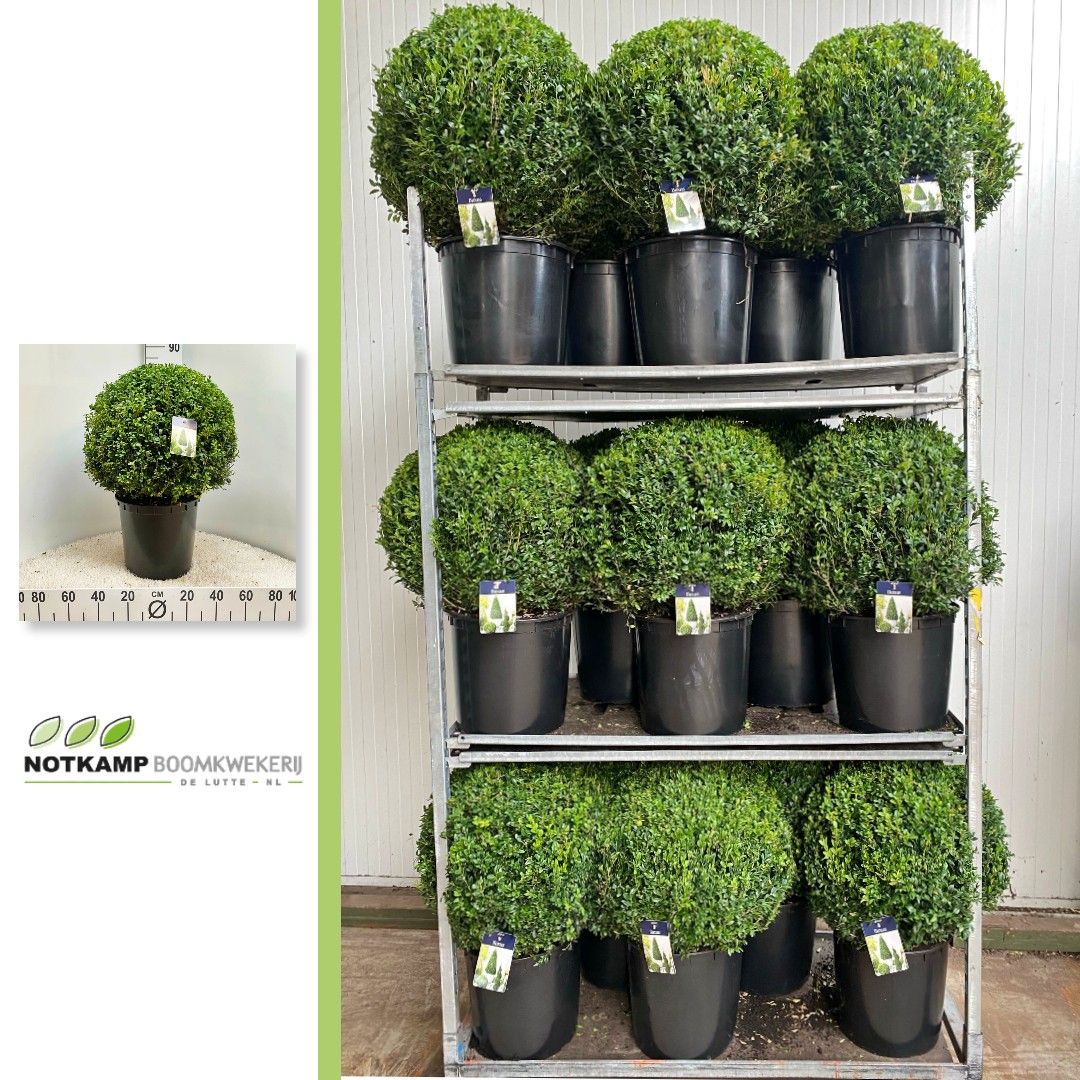 KAR: Buxus semp Bol 50-55 cm c18/p35, D 35
