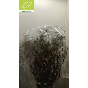 Корилус Конторта 60, шт.