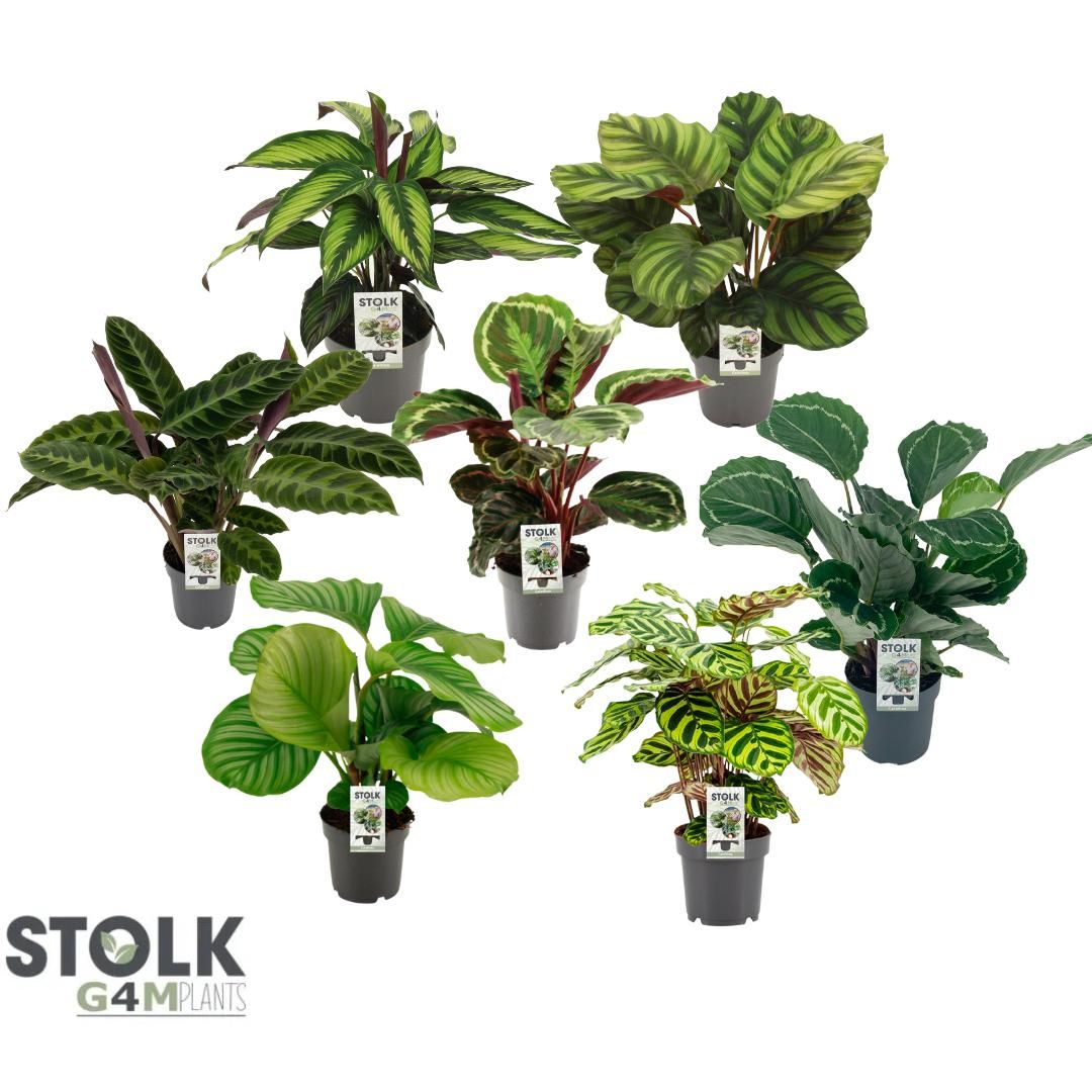 Calathea 14cm mix rondbladige soorten., D 14