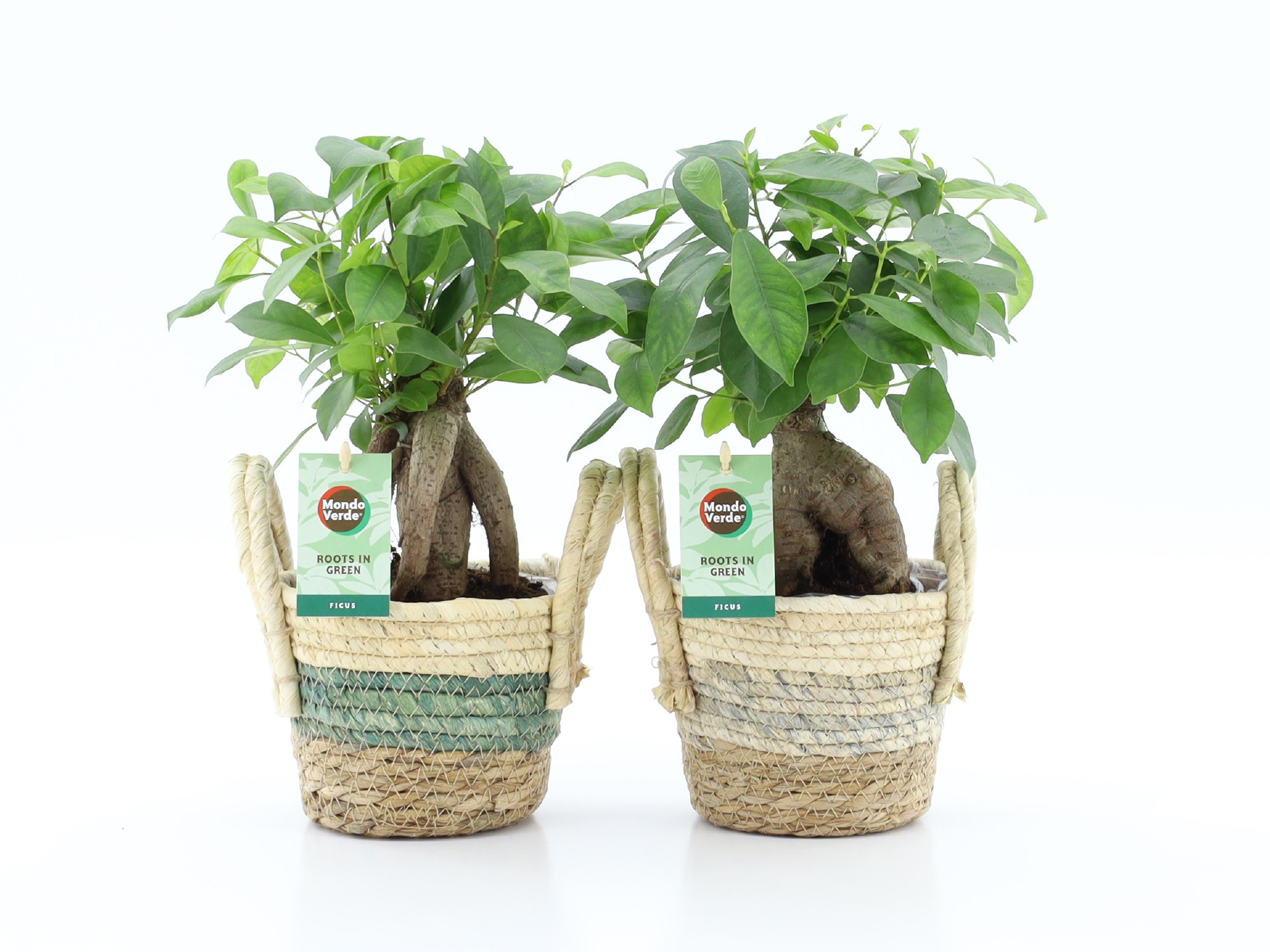Ficus microcarpa Retusa in Noah Stripe, D 14