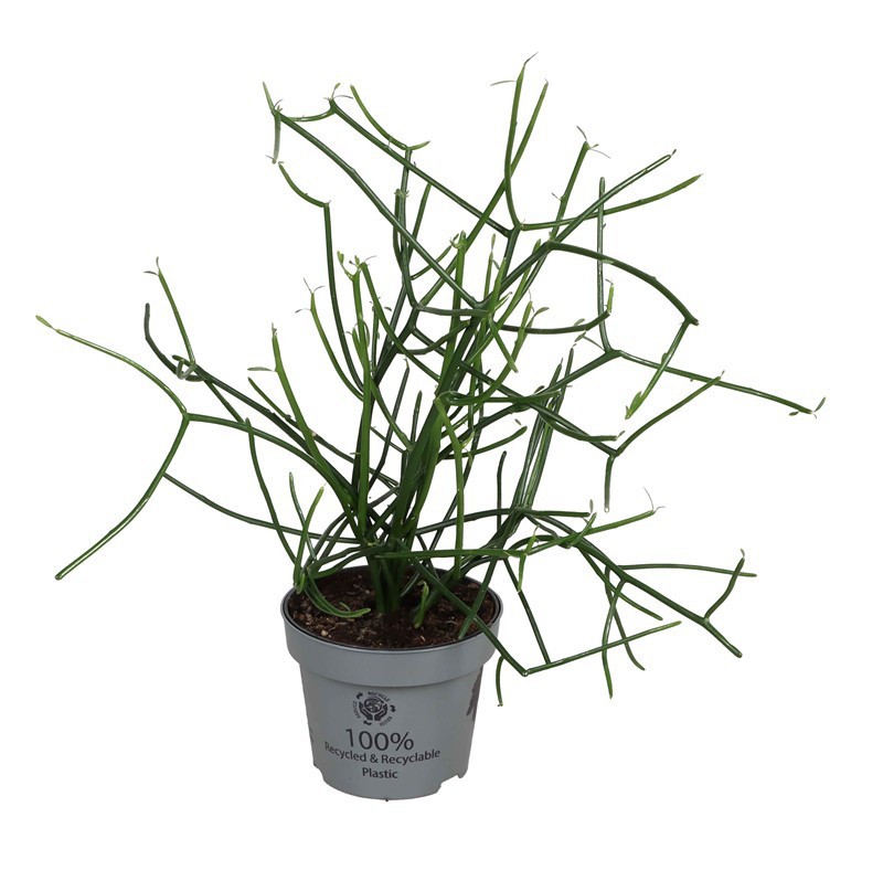 EUPHORBIA TIRUCALLI, D 12