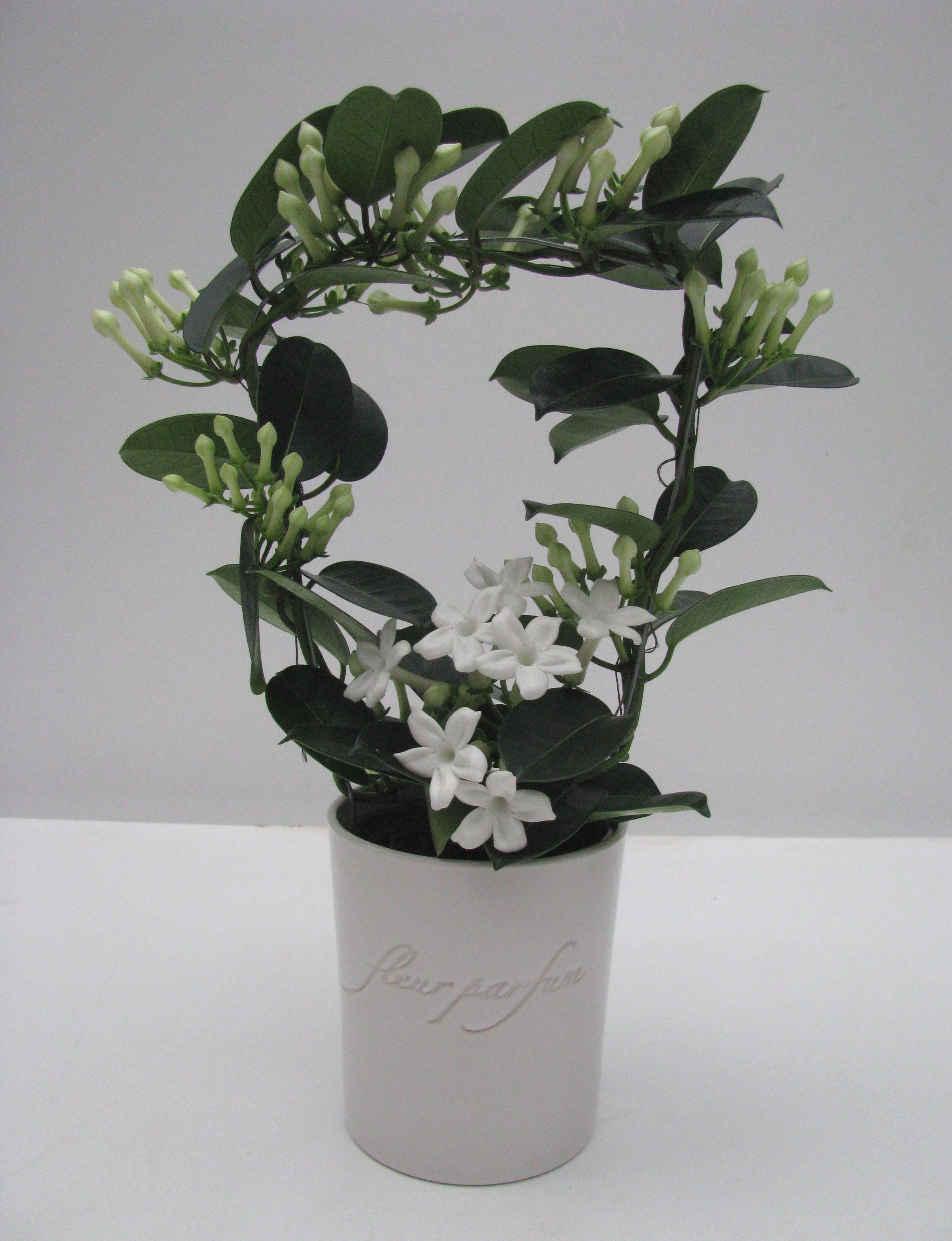 Stephanotis Fleur Parfum 10-13 in Ker. FP pot, D 12