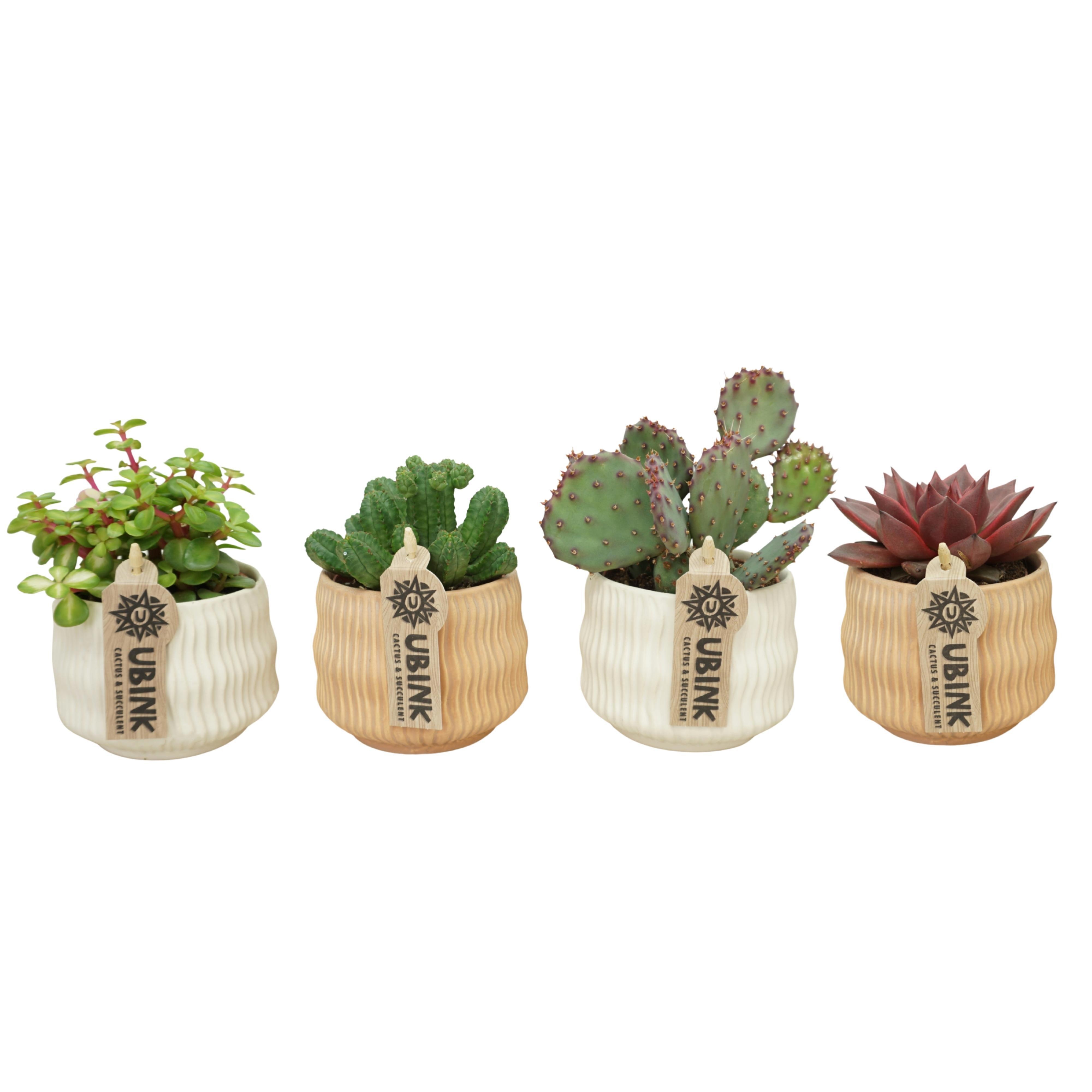 Cactus-Succulent mix in 10 cm 'Es Vedra' keramiek, D 8,5