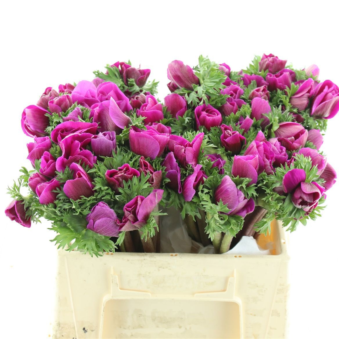 Анемон Мистраль + Фуксия 35 (фиолет.), шт.