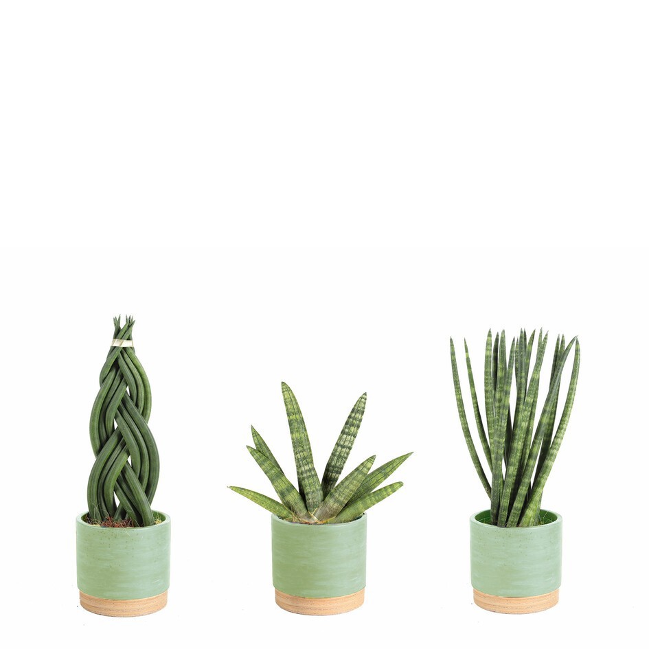 GREEN MIX 31123103 Woodbase Green, D 11