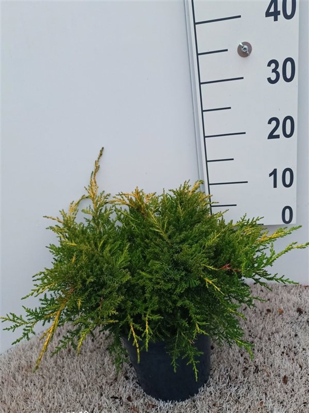 Juniperus pfitzeriana 'Gold Star', D 19