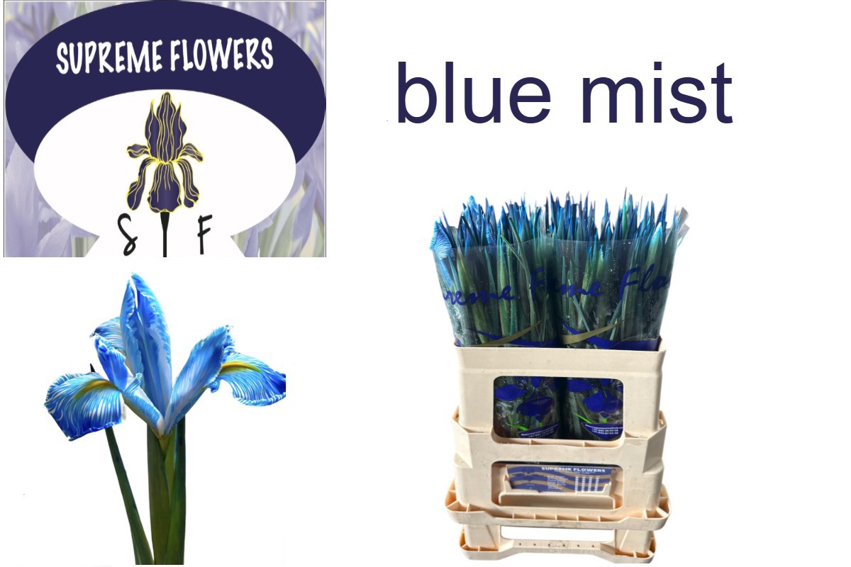 Ирис Овериг, шт.