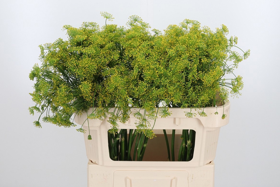 Анетум Гравеоленс 70 (желт.), шт.