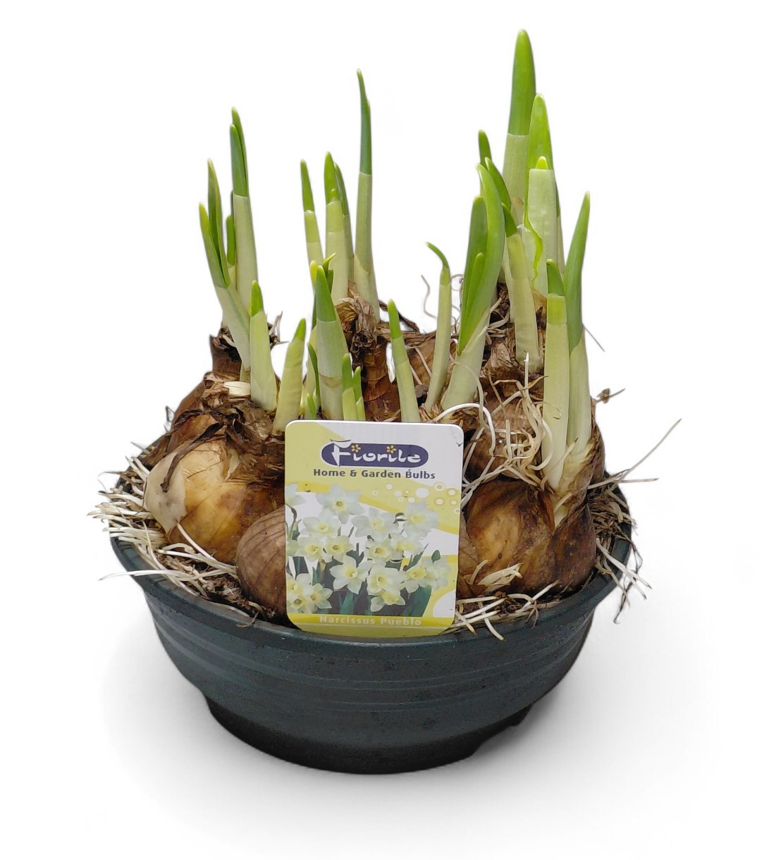 Narcis Pueblo, 16cm schaal, D 16