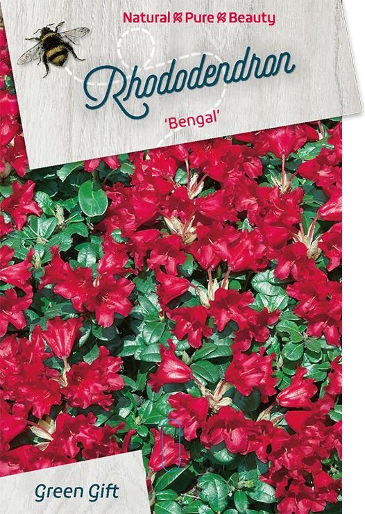 Rhodo. 'Bengal' red, D 37