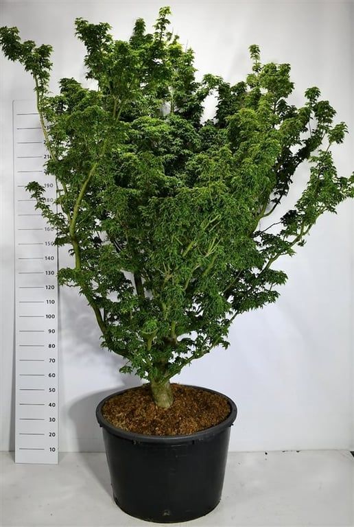 Acer pal. 'Shishigashira', D 80