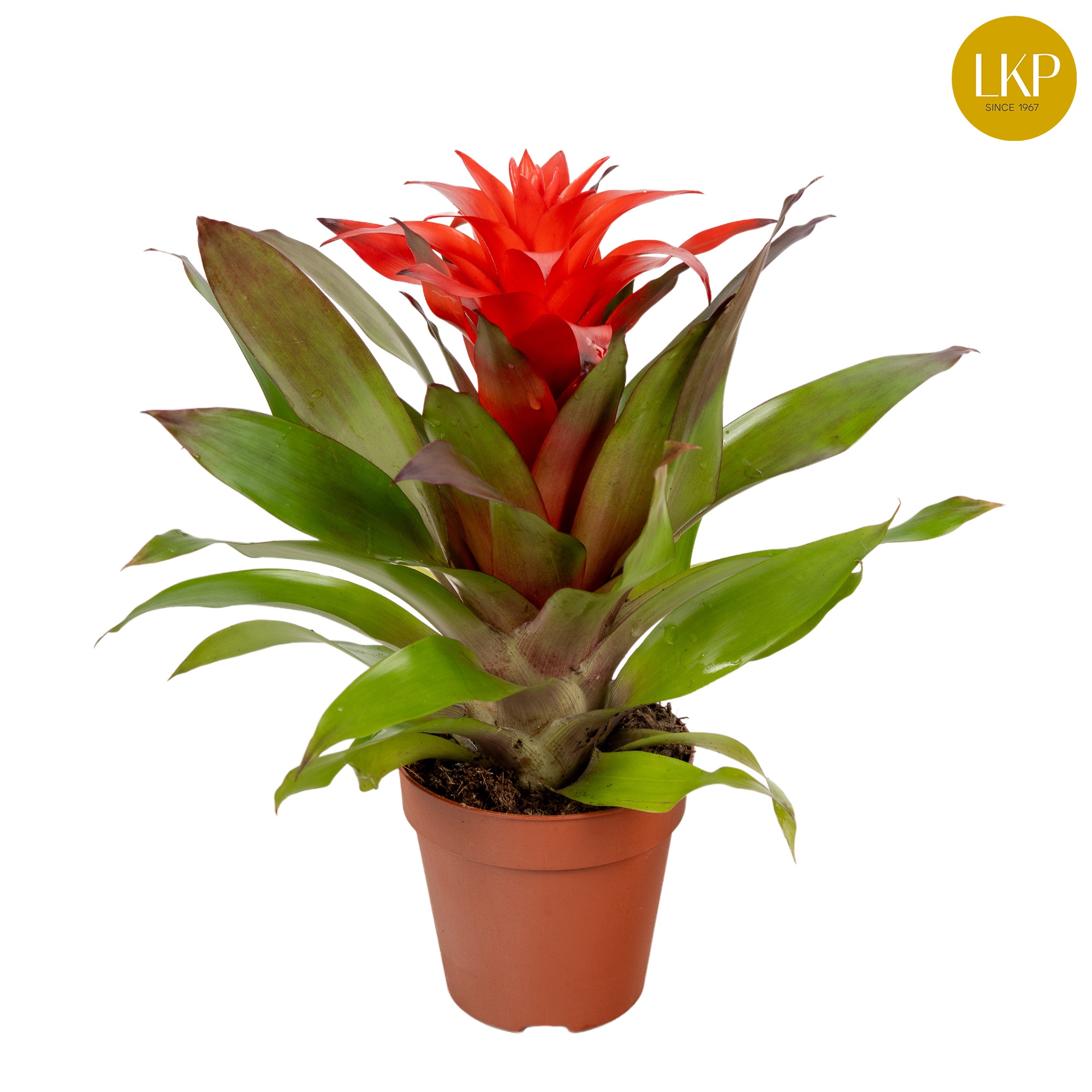 Guzmania Lorena Rood (Zonder Hoes), D 10,5