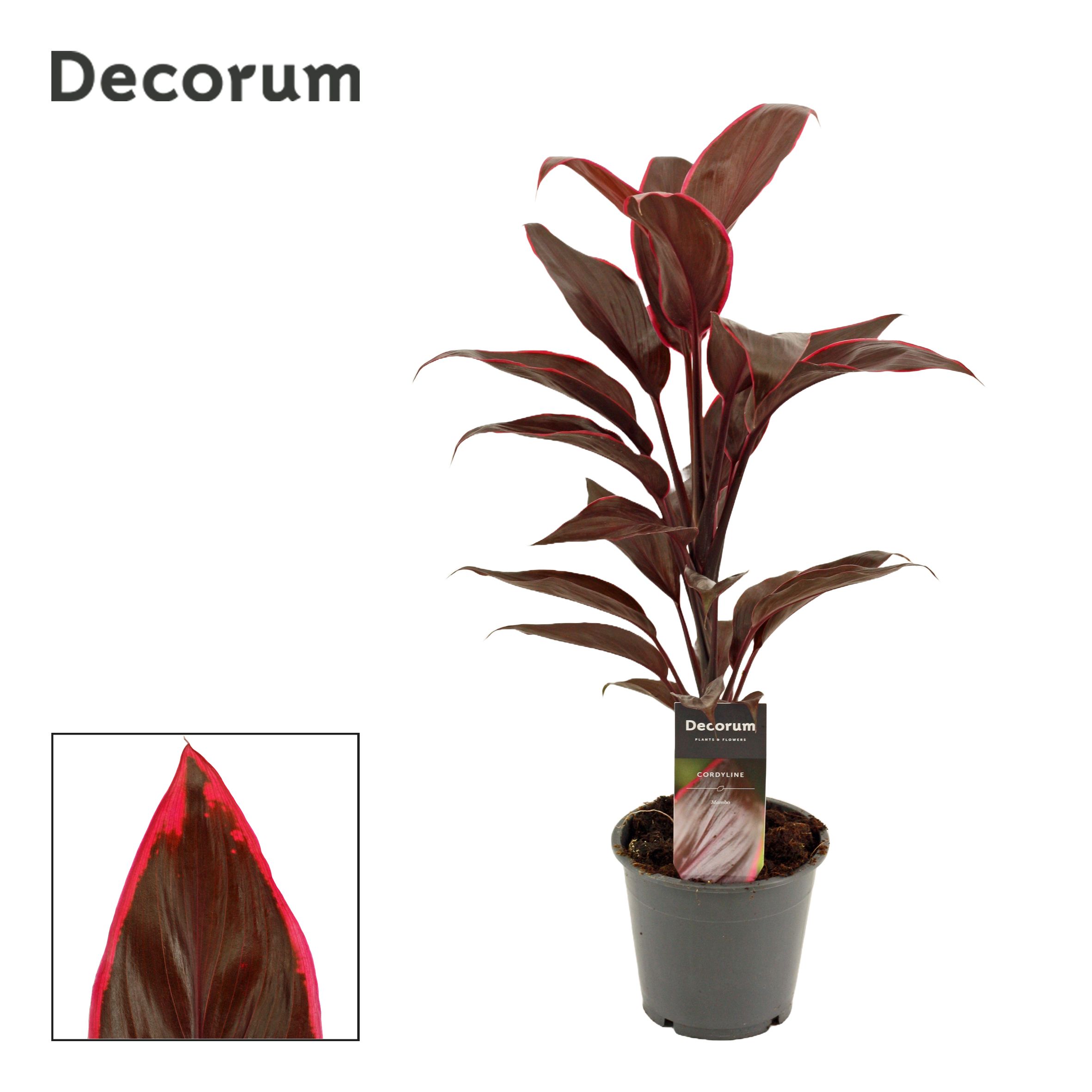 Cordyline Mambo 12 cm ( Decorum ), D 12