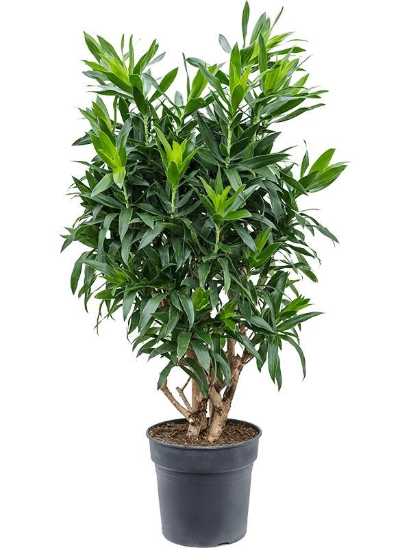 Pleomele (Dracaena) reflexa, D 34