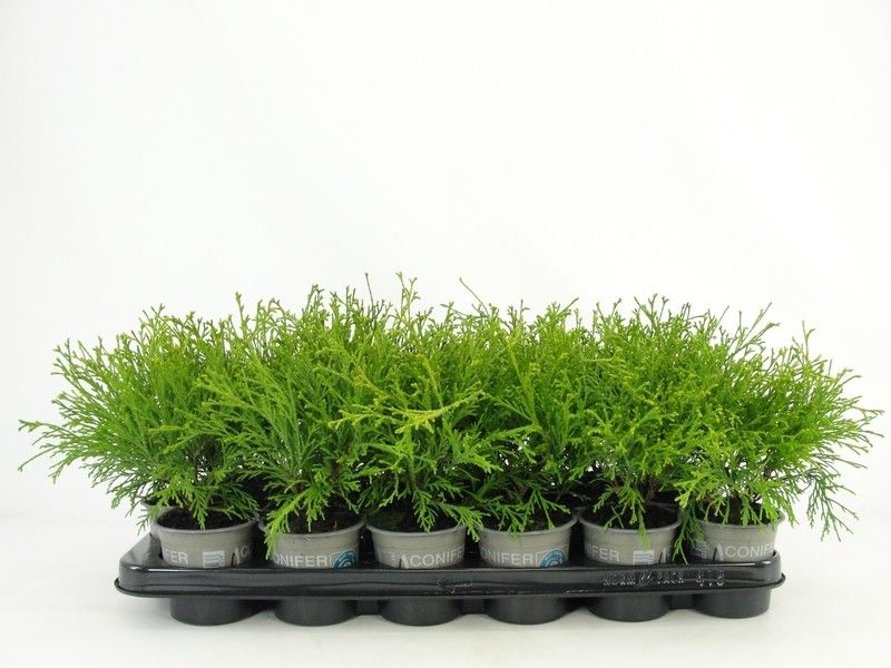 Chamaecyparis pisifera 'Filifera Aurea', D 9