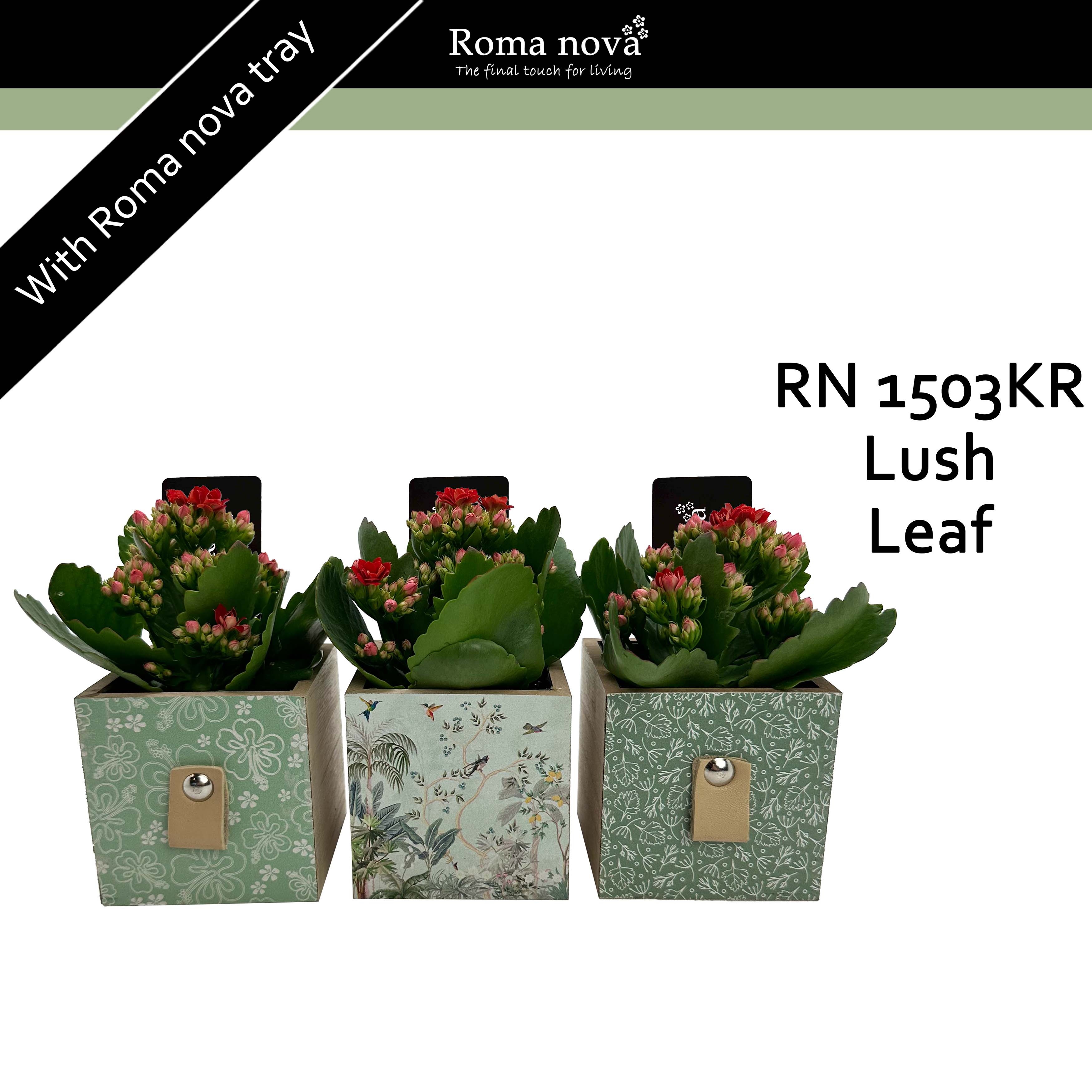 1503KR - Lush Leaf (Kalanchoe red), D 9