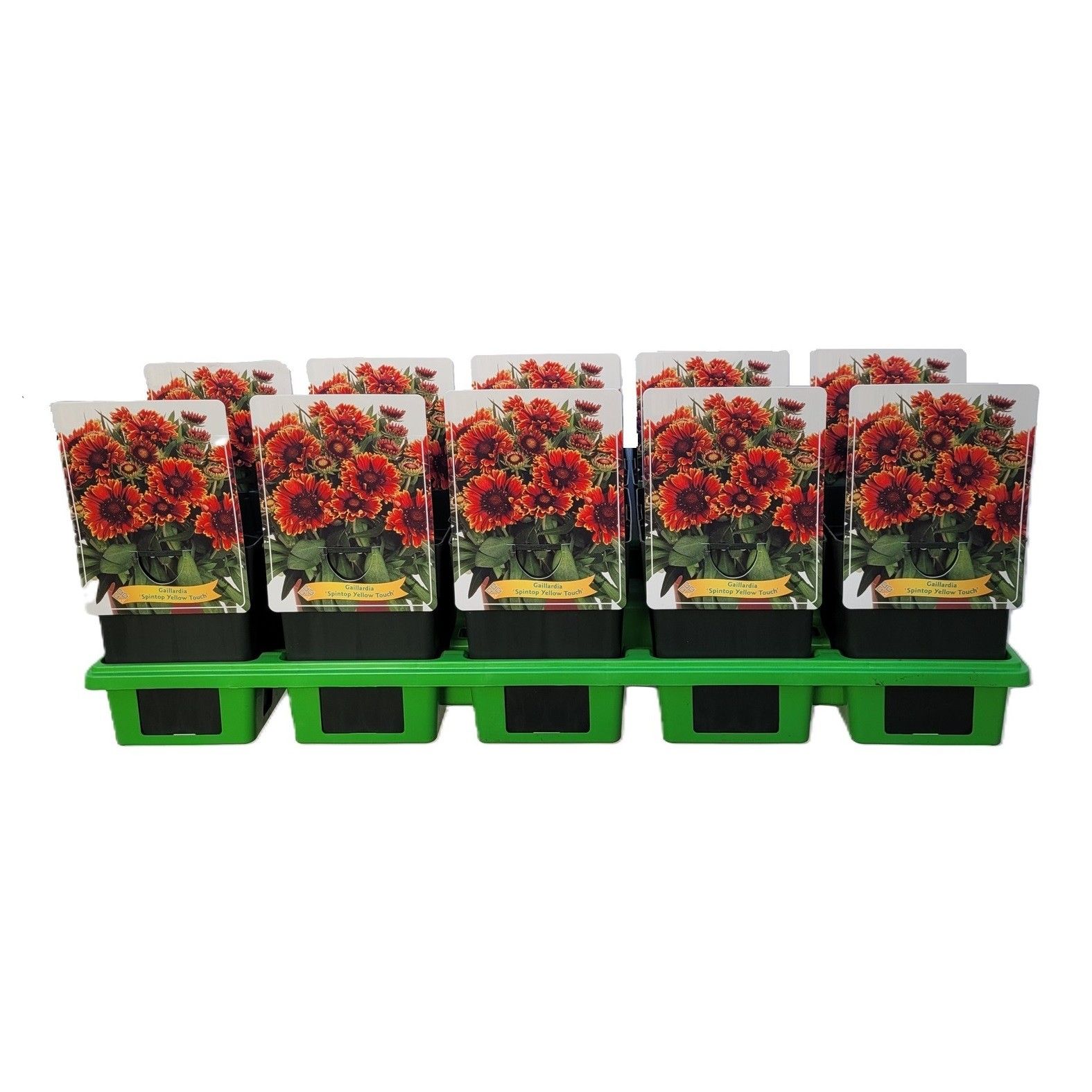 Gaillardia 'Spintop Yellow Touch' P11, D 11