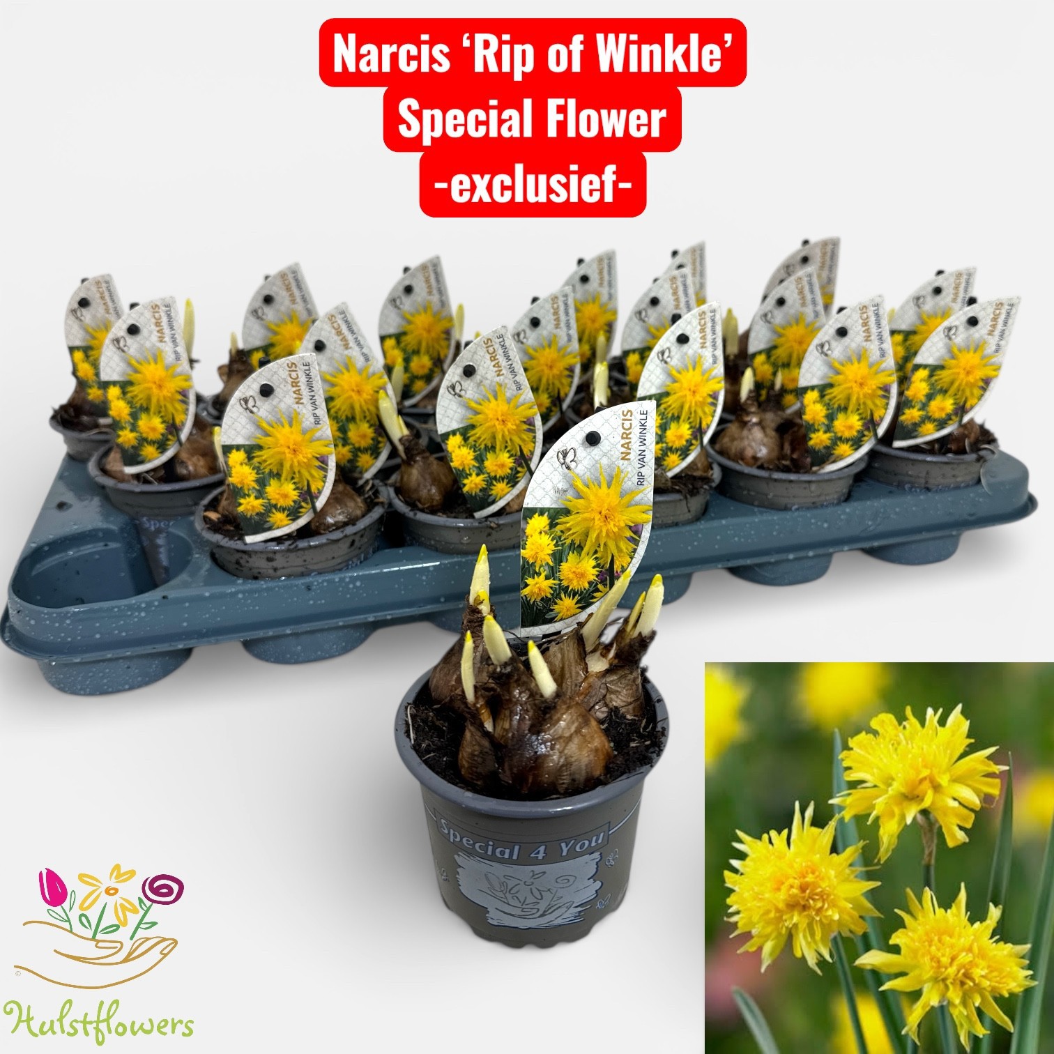 Narcis Rip of Winkle, D 9