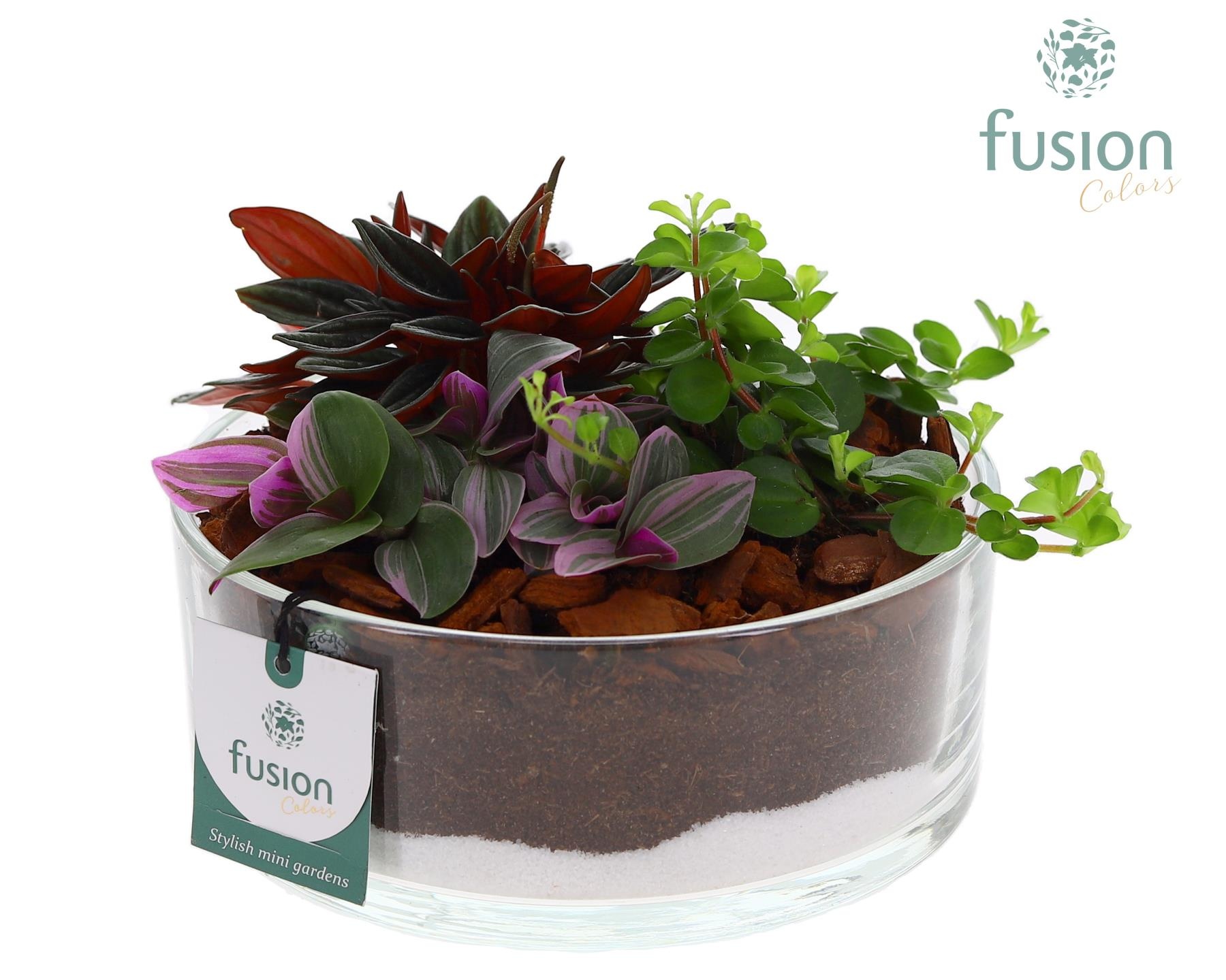 Glazen cilinderschaal met Groene planten, D 19