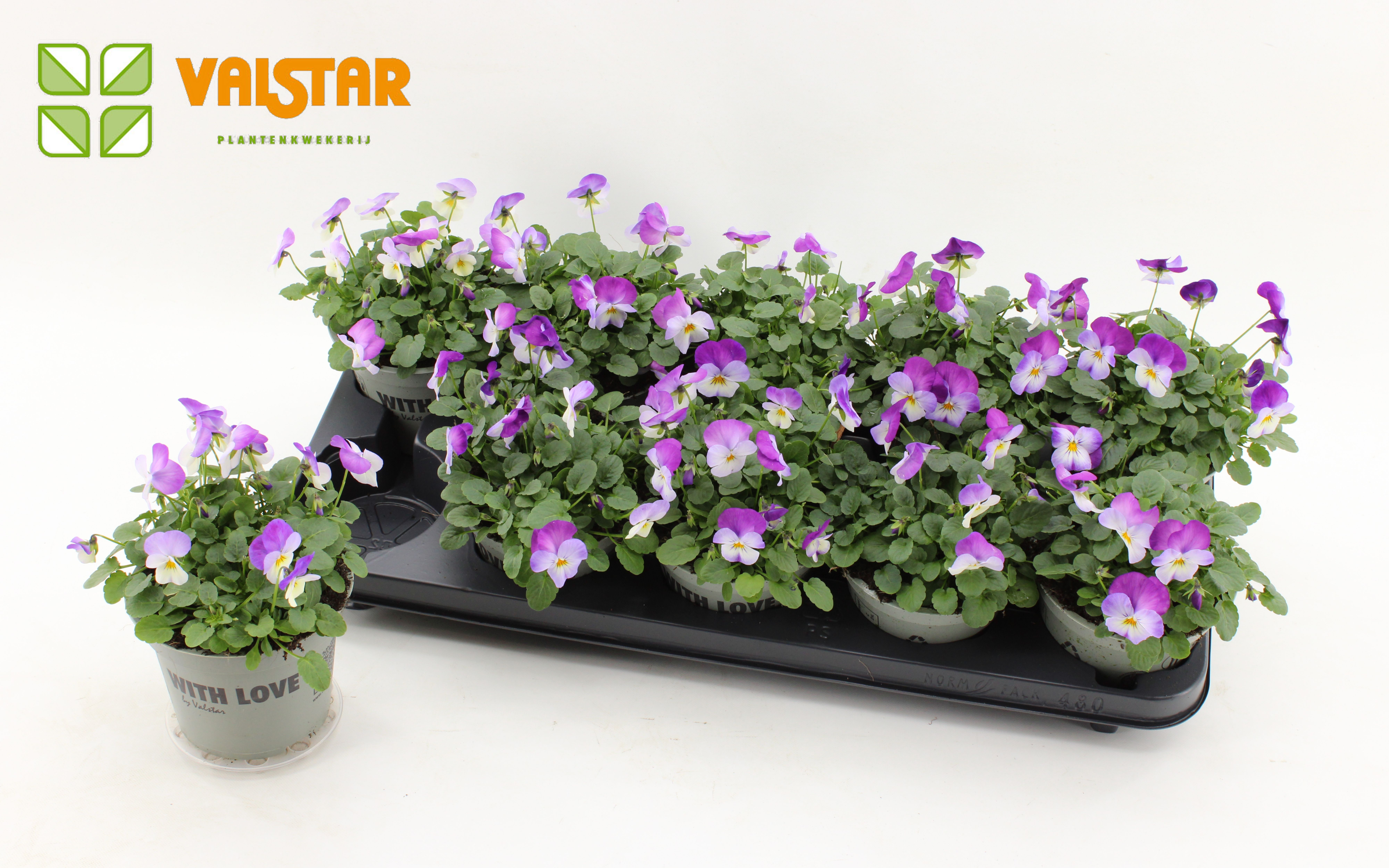 VIOLA CORNUTA DELTINI Rose Pink, D 12