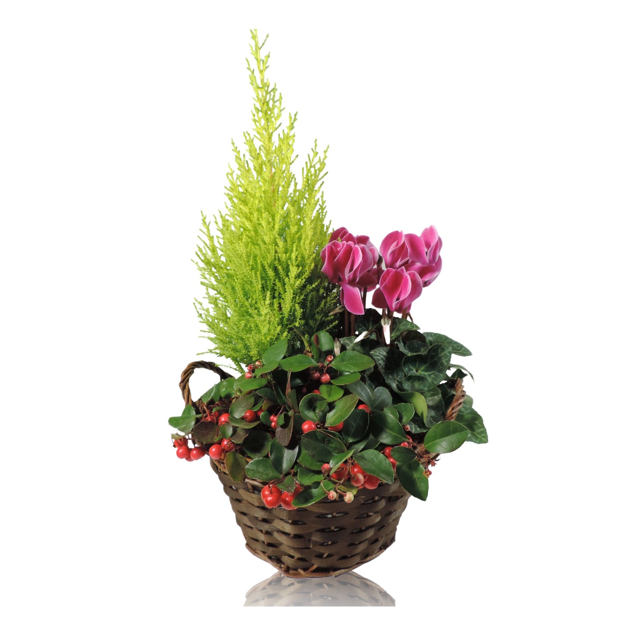Collectie Hanoi Arrangement in Mand 22 cm, D 22