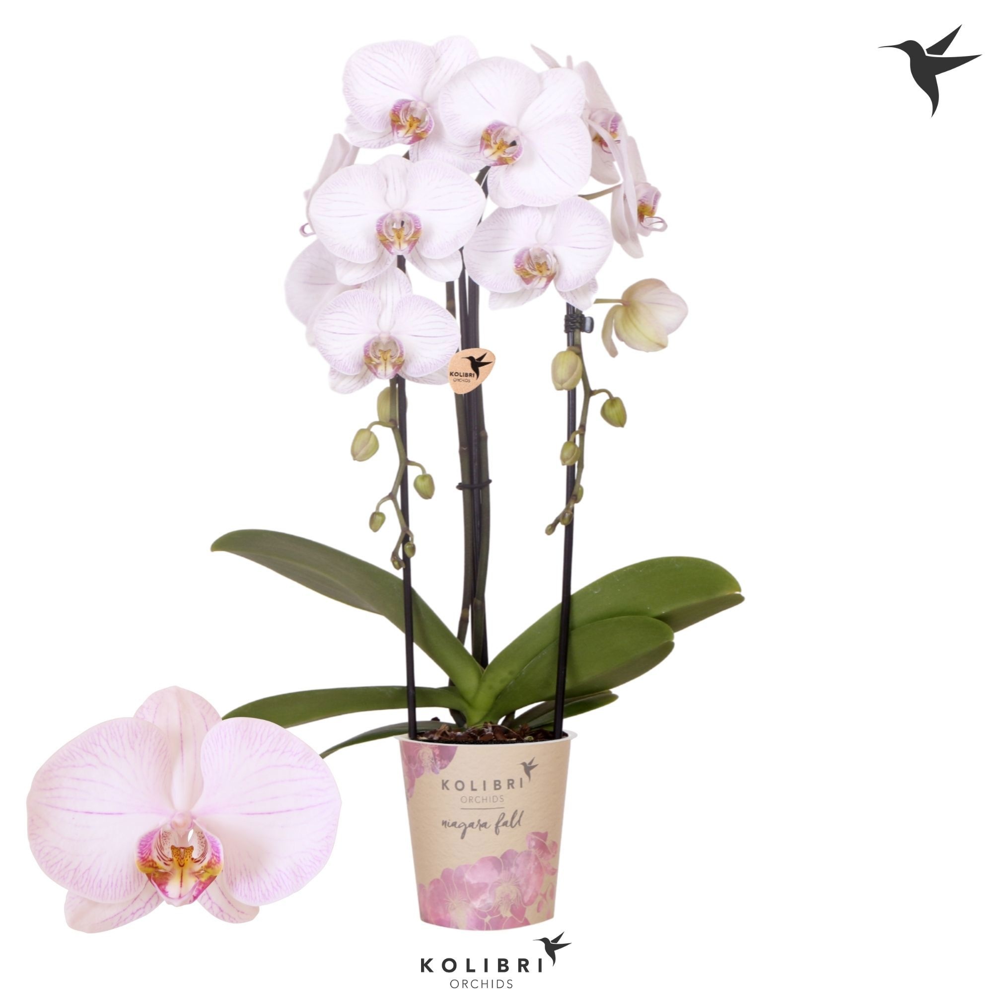 Kolibri Orchids Phalaenopsis Cascade Niagara Fall True Love 2 spike, D 12