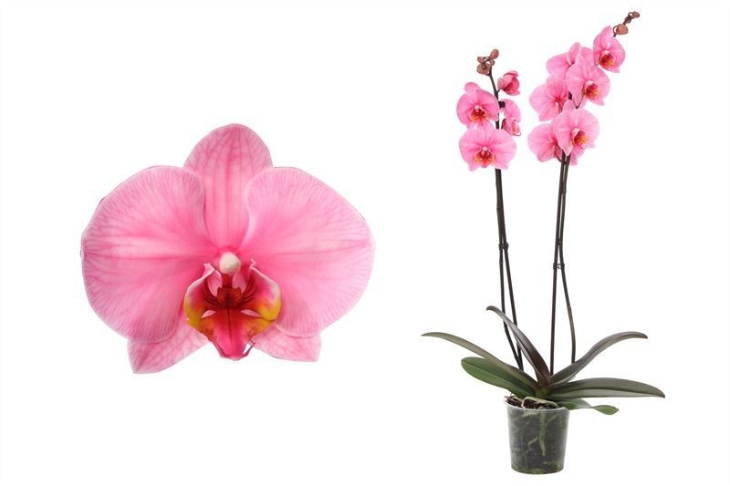 Phal I am Pink 2T12+, D 12