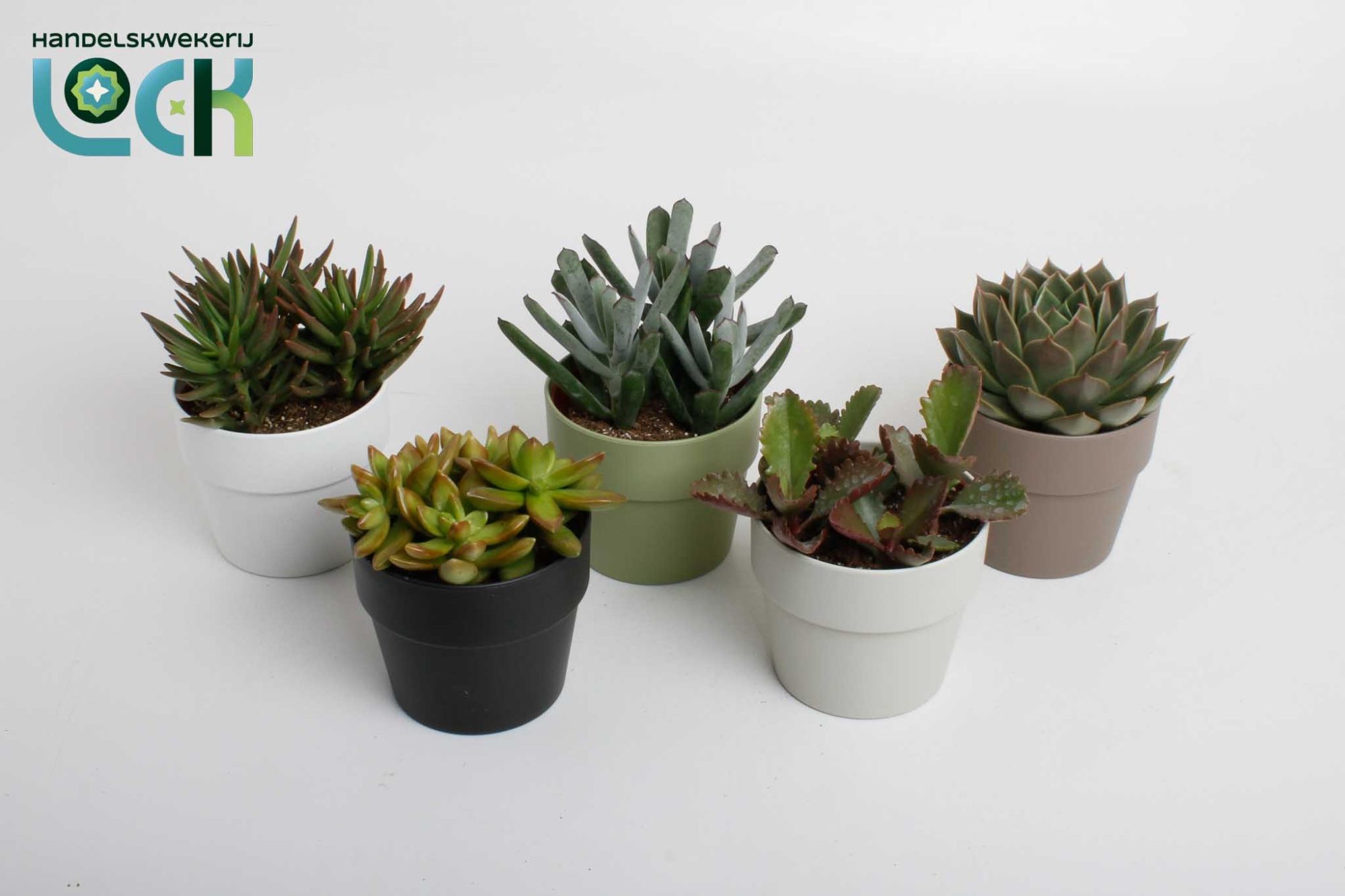 Succulenten mix in Sven kleuren mix, D 10,5